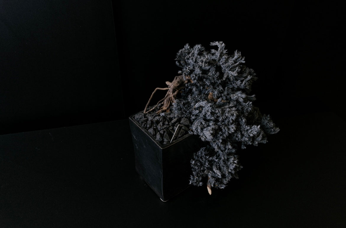 RE BONSAI™️ HACHI(漆黒色)