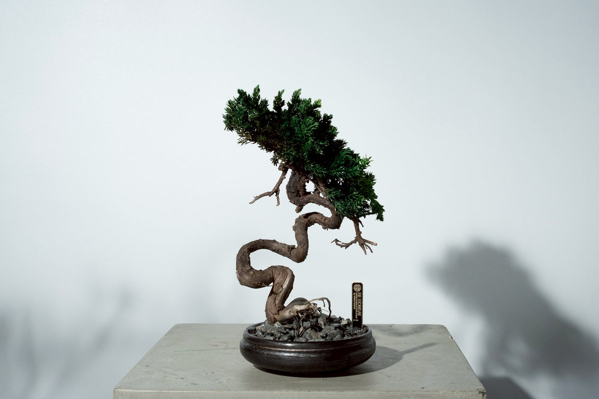 7/17 new RE BONSAI™️ HACHI(若葉色)