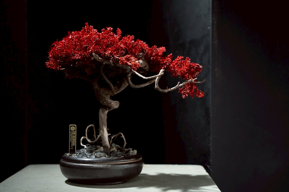7/17 new RE BONSAI™️ HACHI(紅樺色)