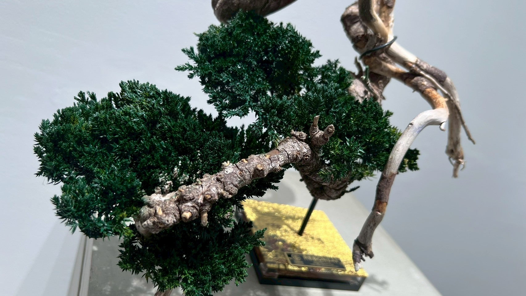 RE BONSAI™️(海松茶色)