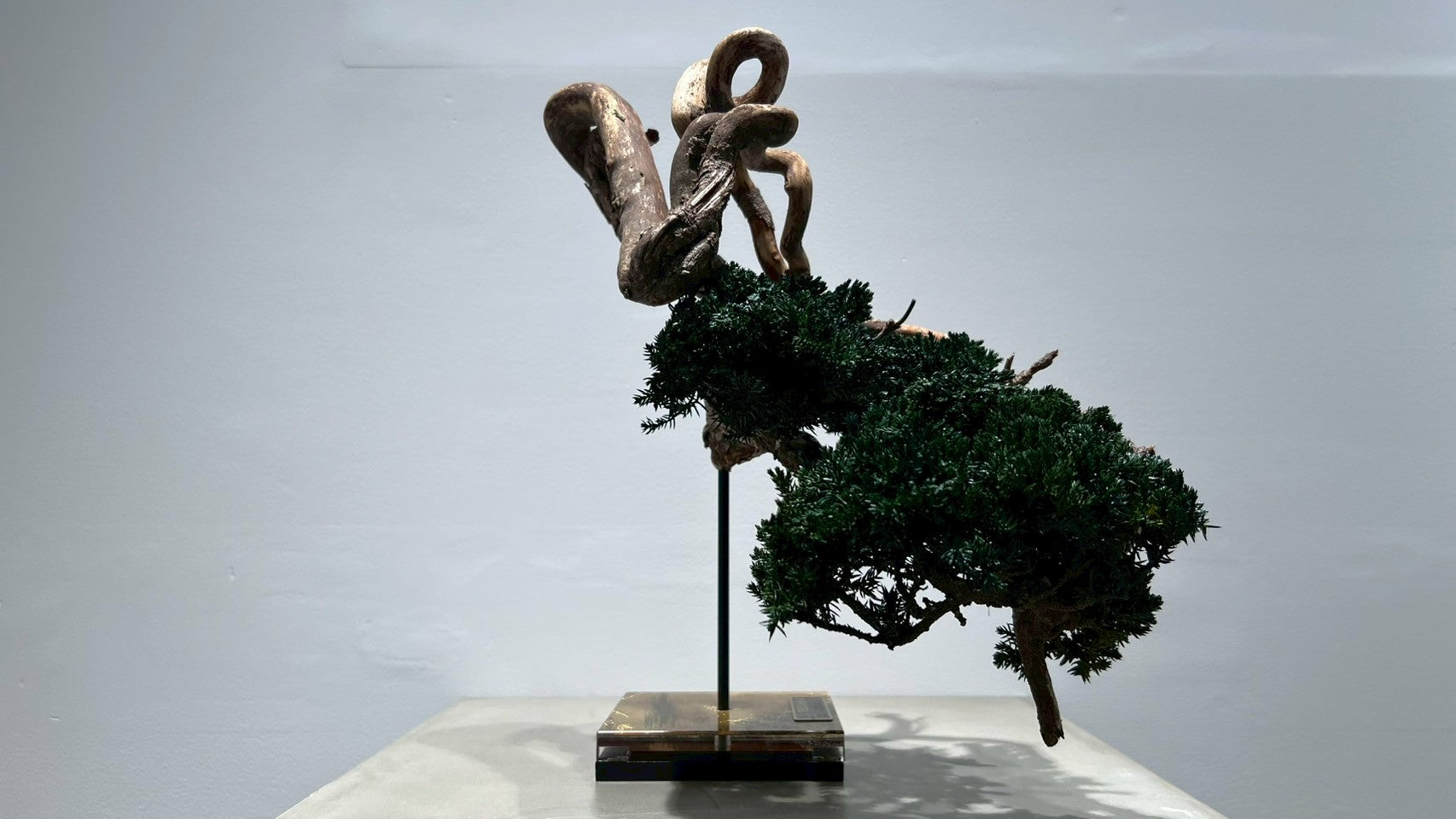 RE BONSAI™️(海松茶色)