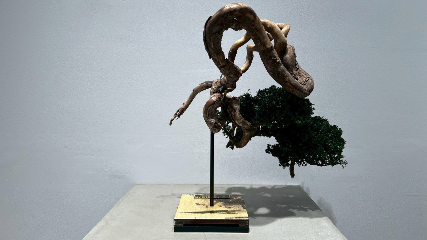 RE BONSAI™️(海松茶色)