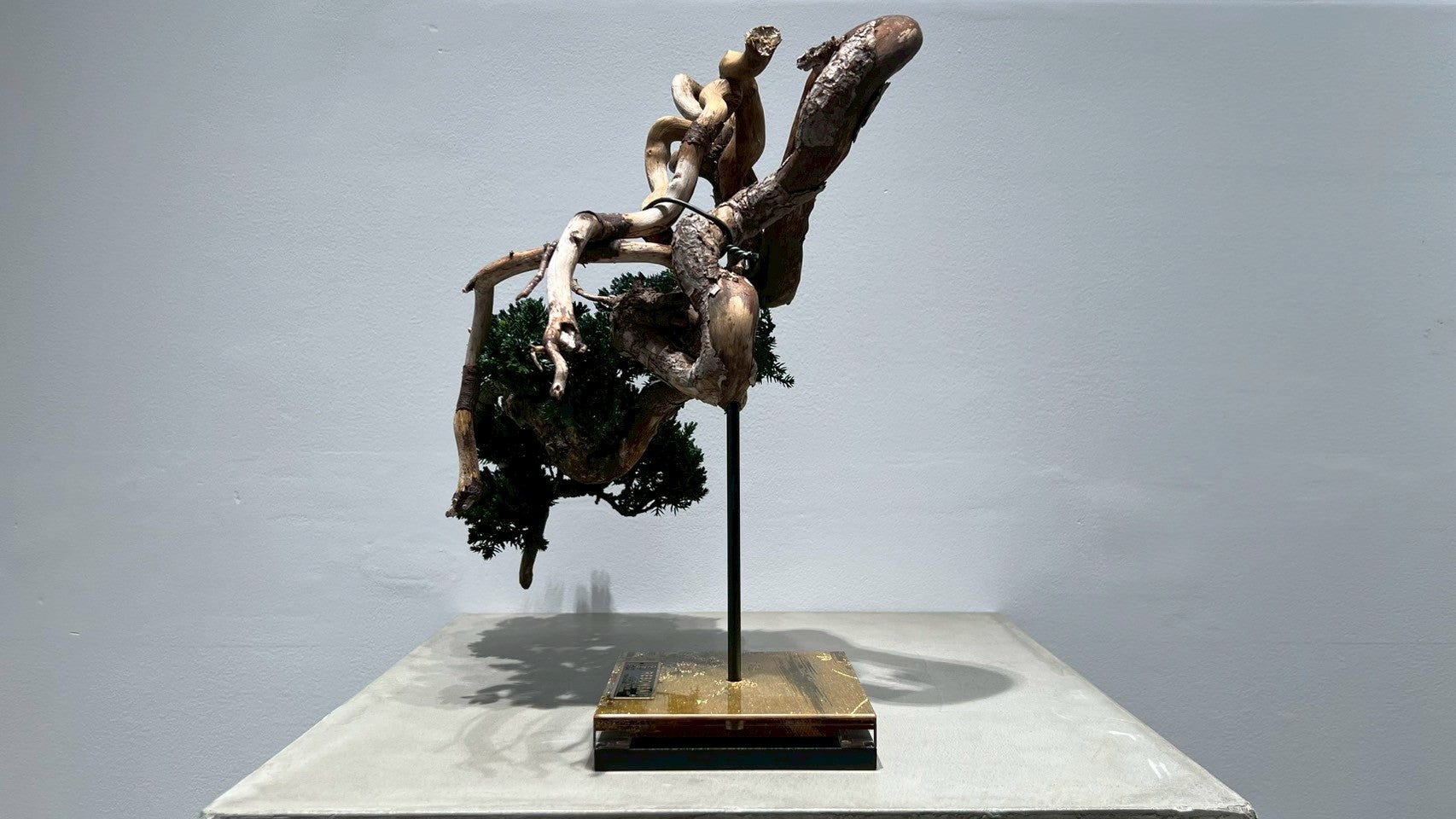 RE BONSAI™️(海松茶色)