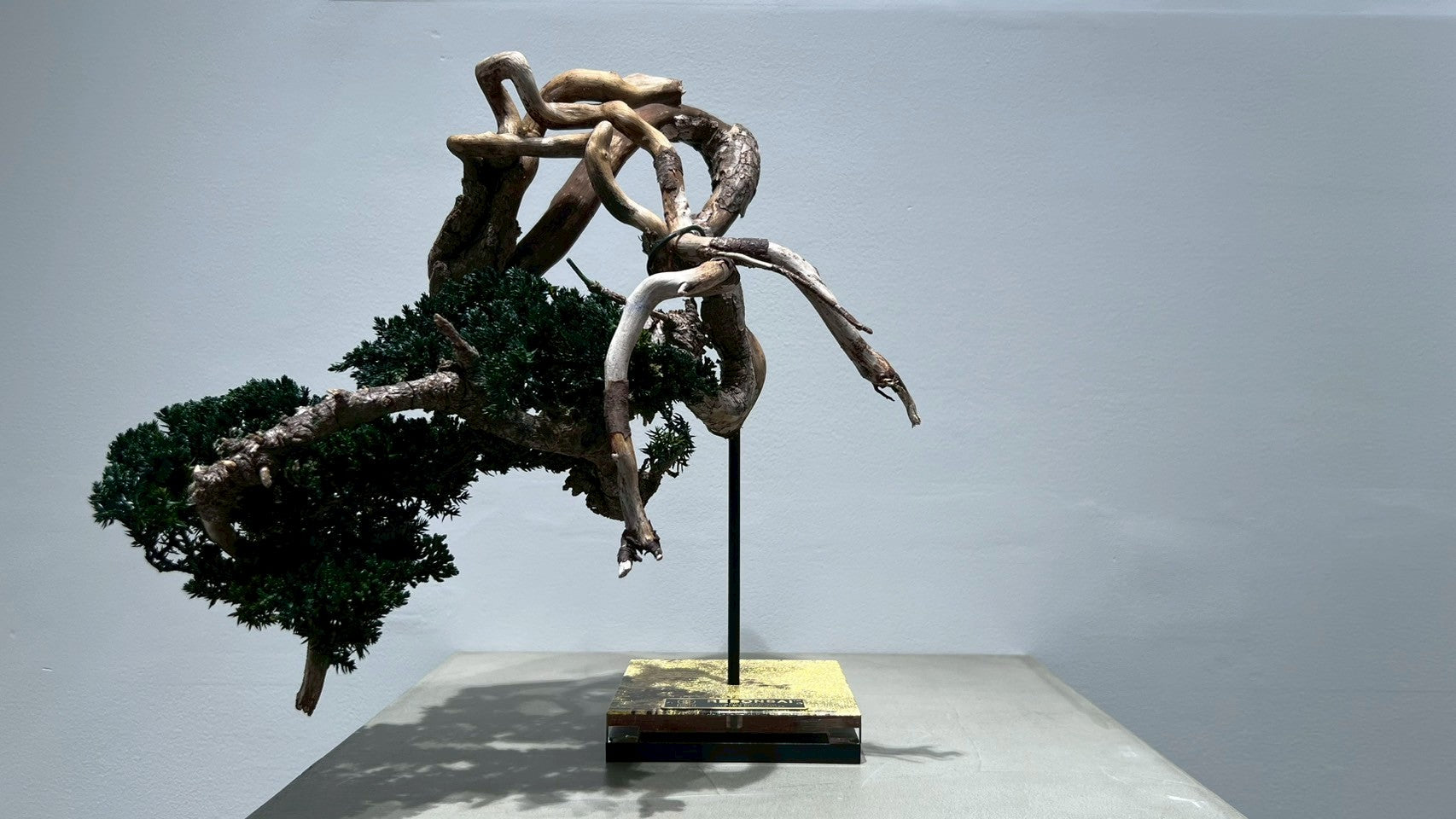 RE BONSAI™️(海松茶色)