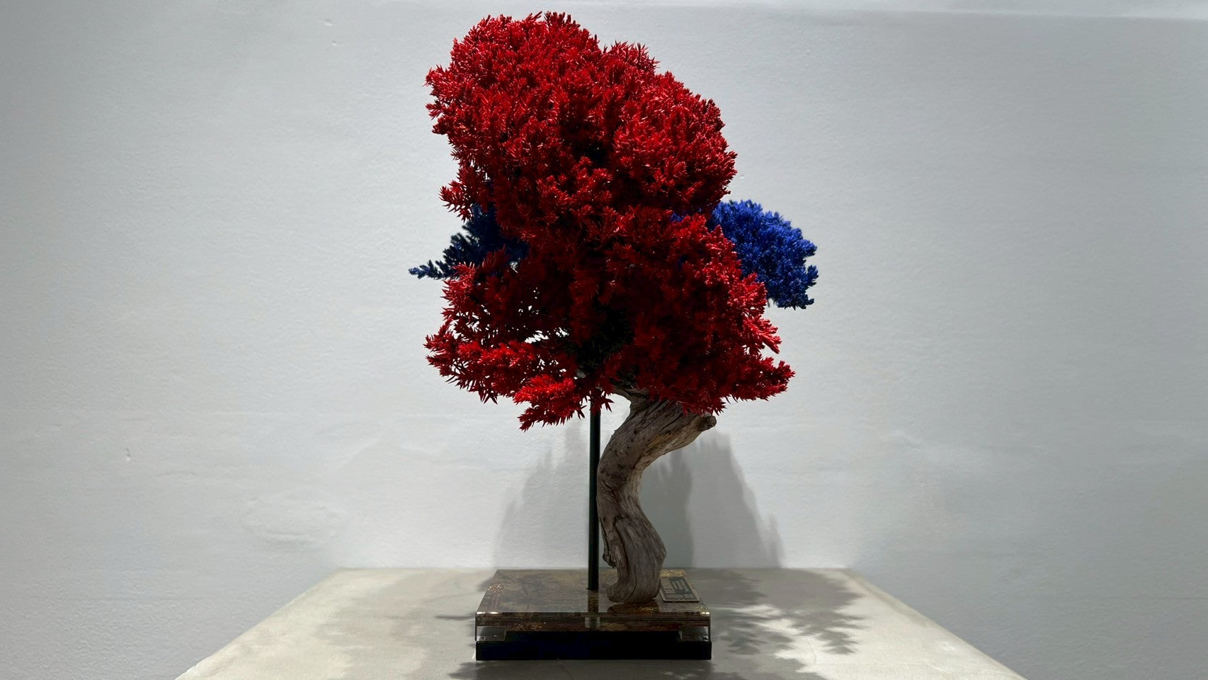 RE BONSAI™️(紅樺色/紺藍色)