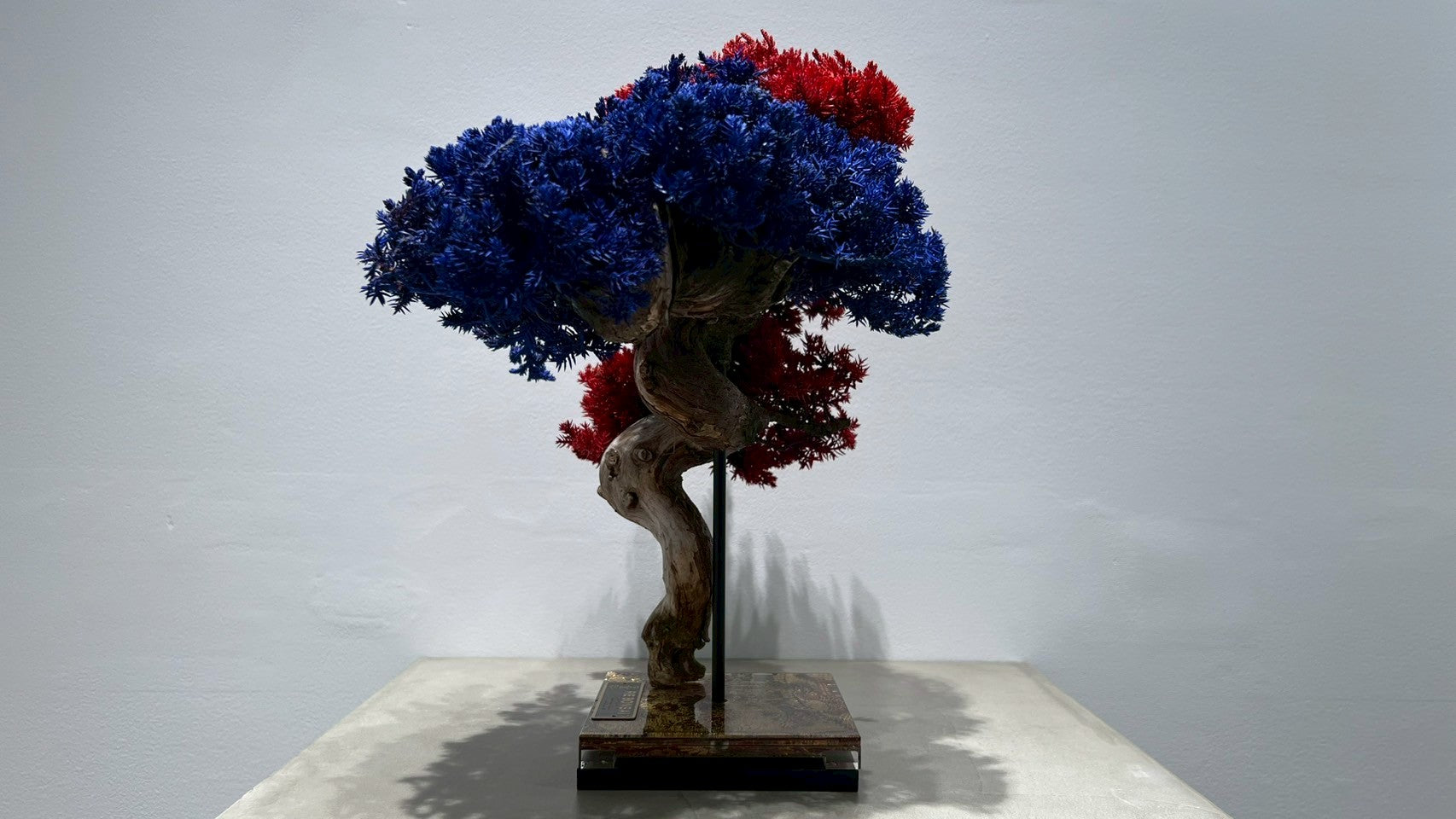 RE BONSAI™️(紅樺色/紺藍色)