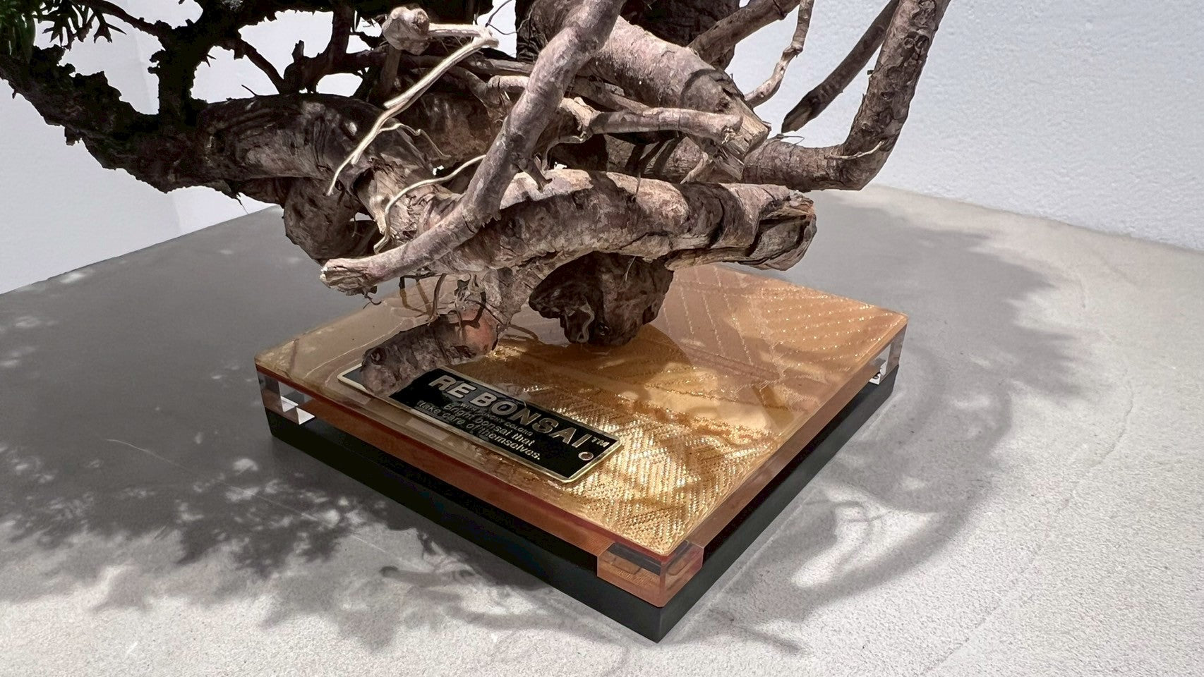 RE BONSAI™️(海松茶色)