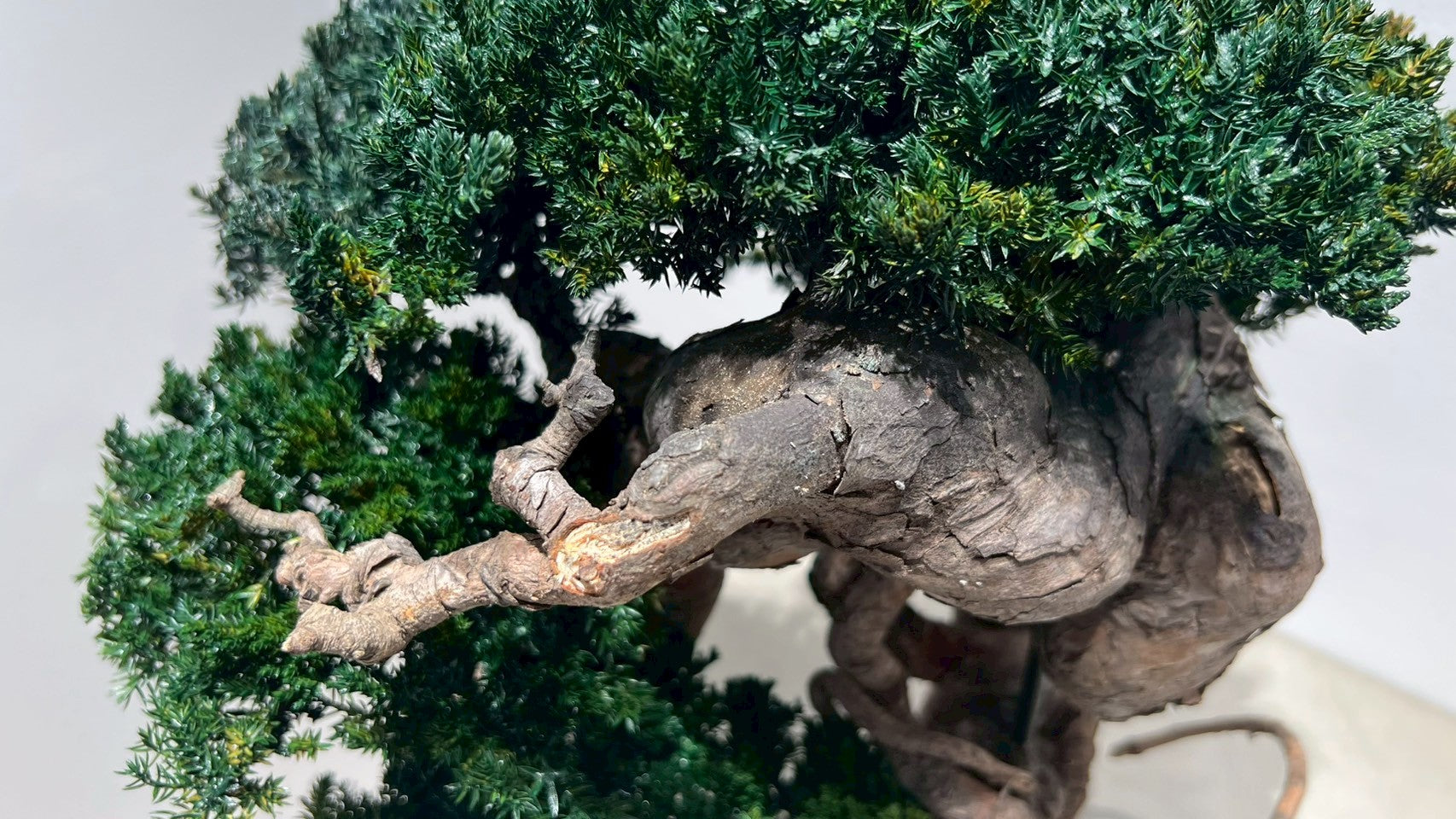 RE BONSAI™️(海松茶色)