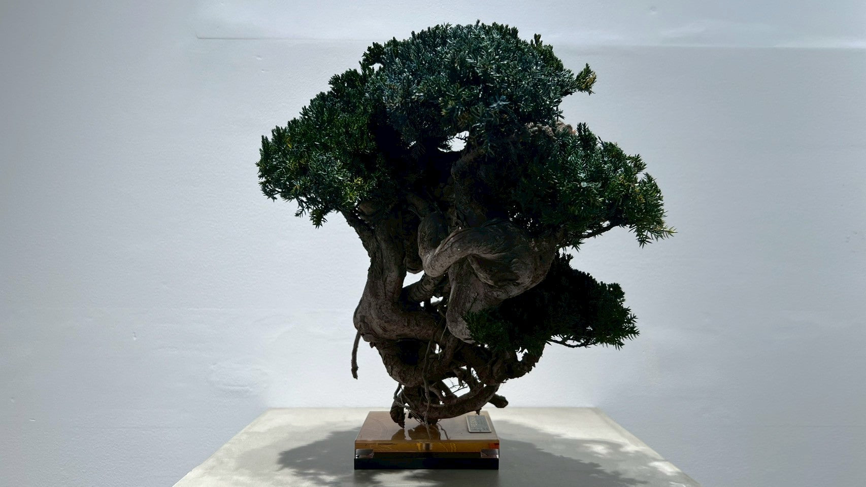 RE BONSAI™️(海松茶色)