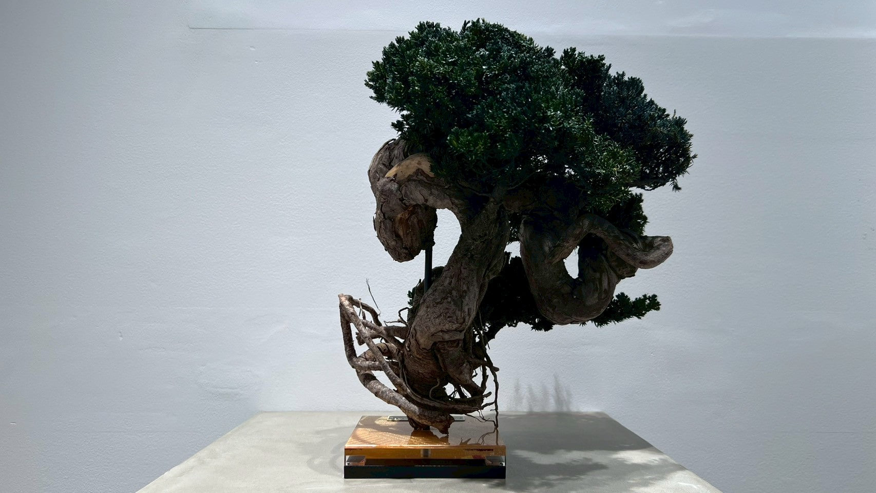 RE BONSAI™️(海松茶色)