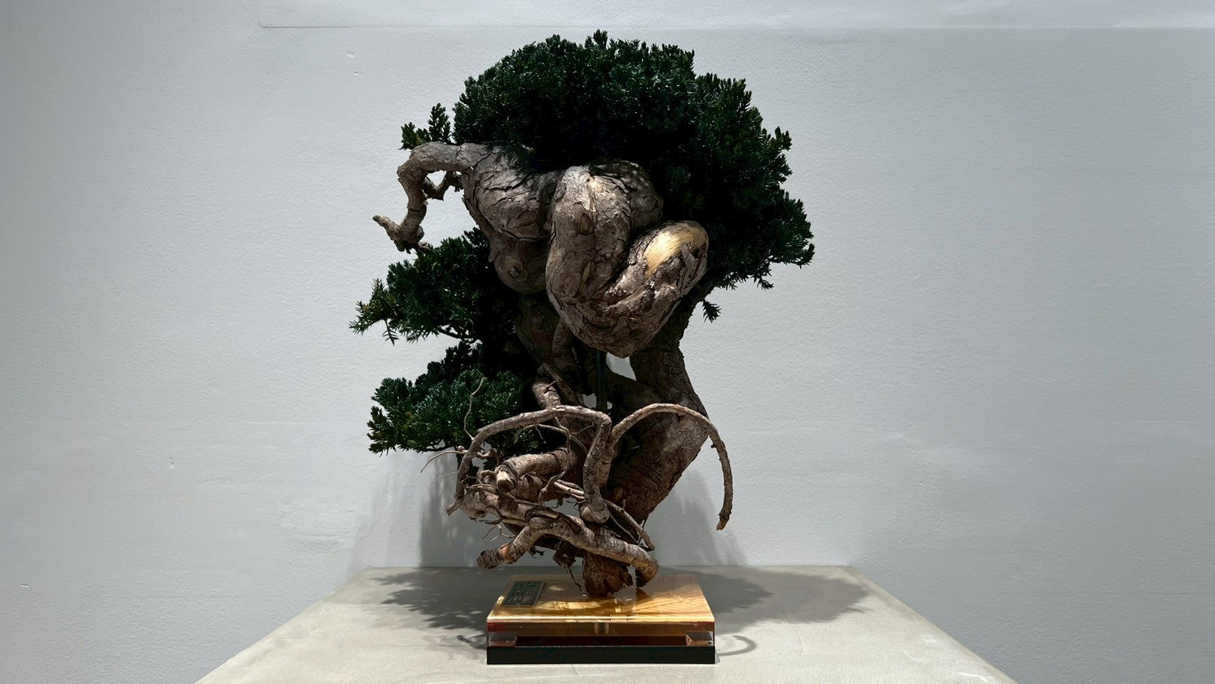 RE BONSAI™️(海松茶色)