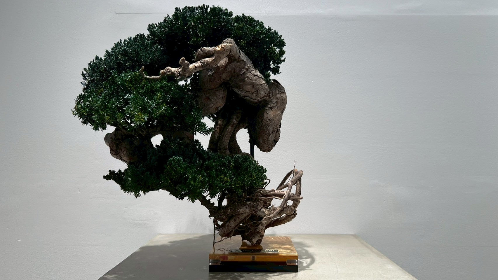 RE BONSAI™️(海松茶色)