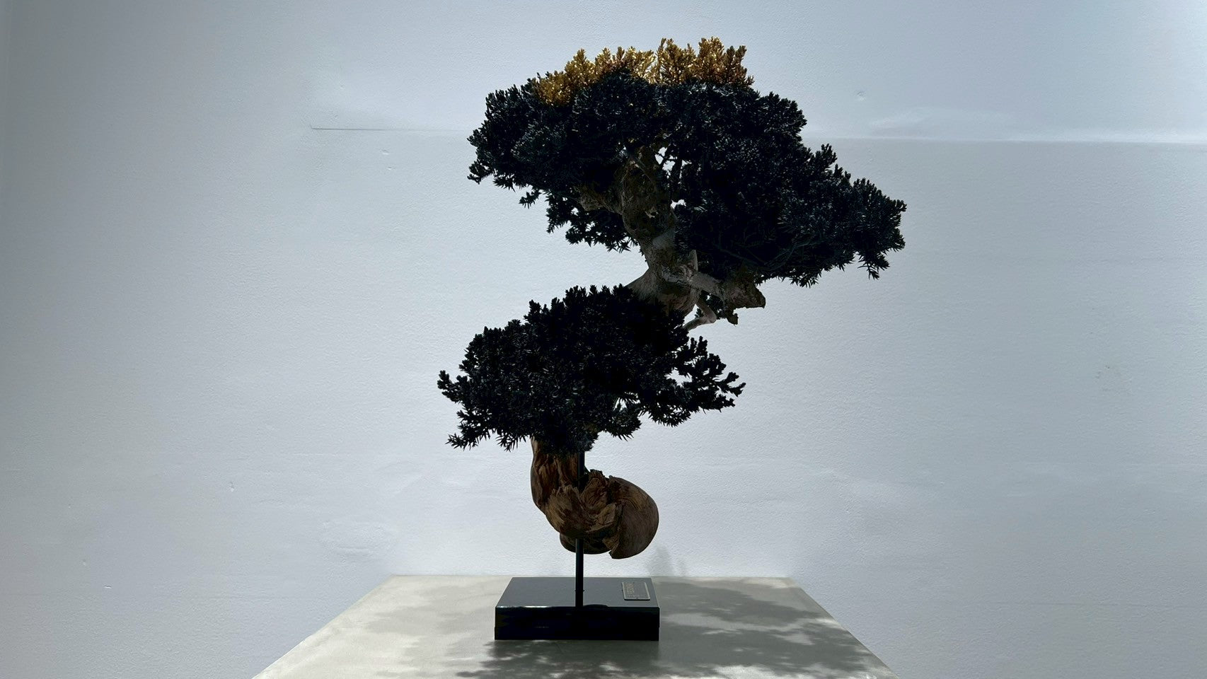 RE BONSAI™️(漆黒色/黄檗色)