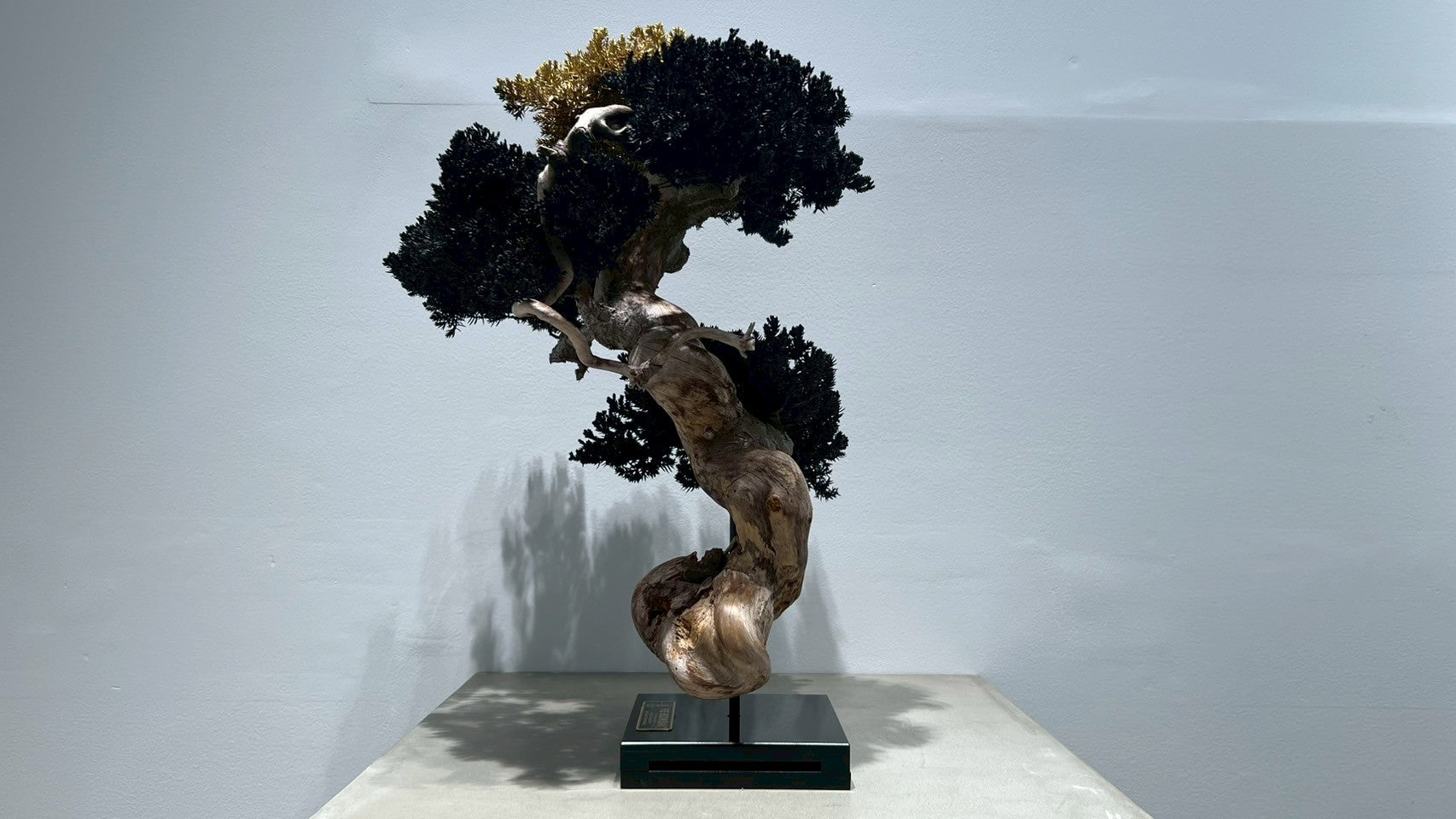 RE BONSAI™️(漆黒色/黄檗色)