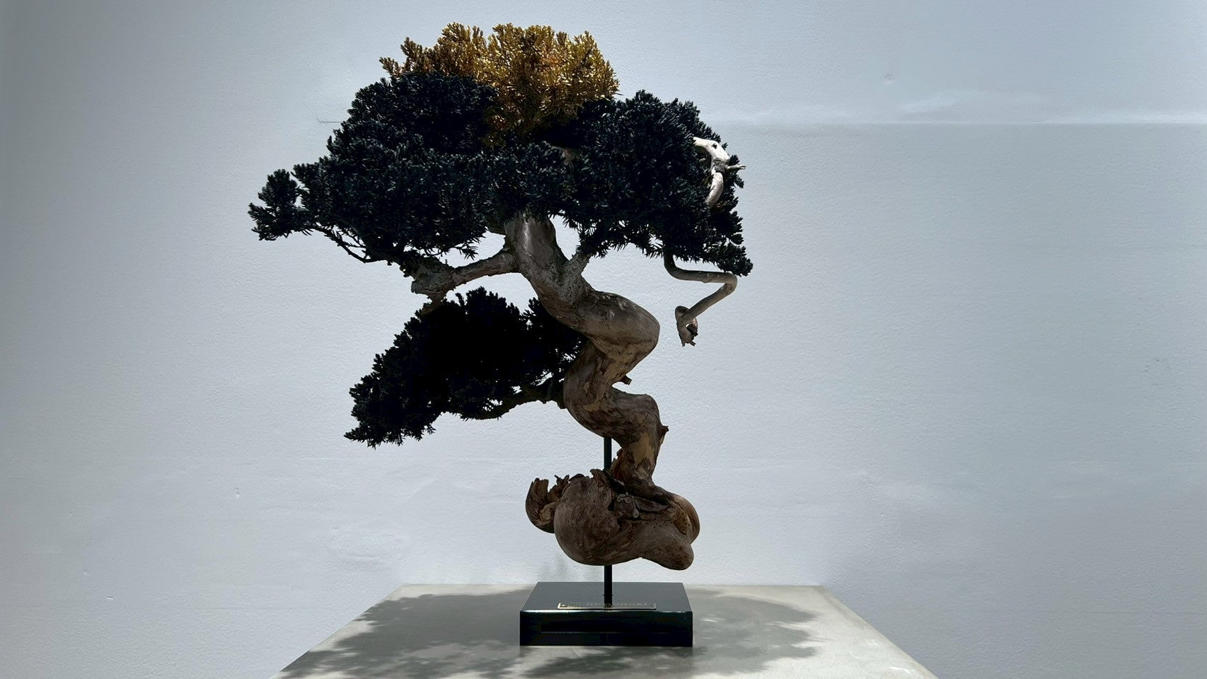 RE BONSAI™️(漆黒色/黄檗色)
