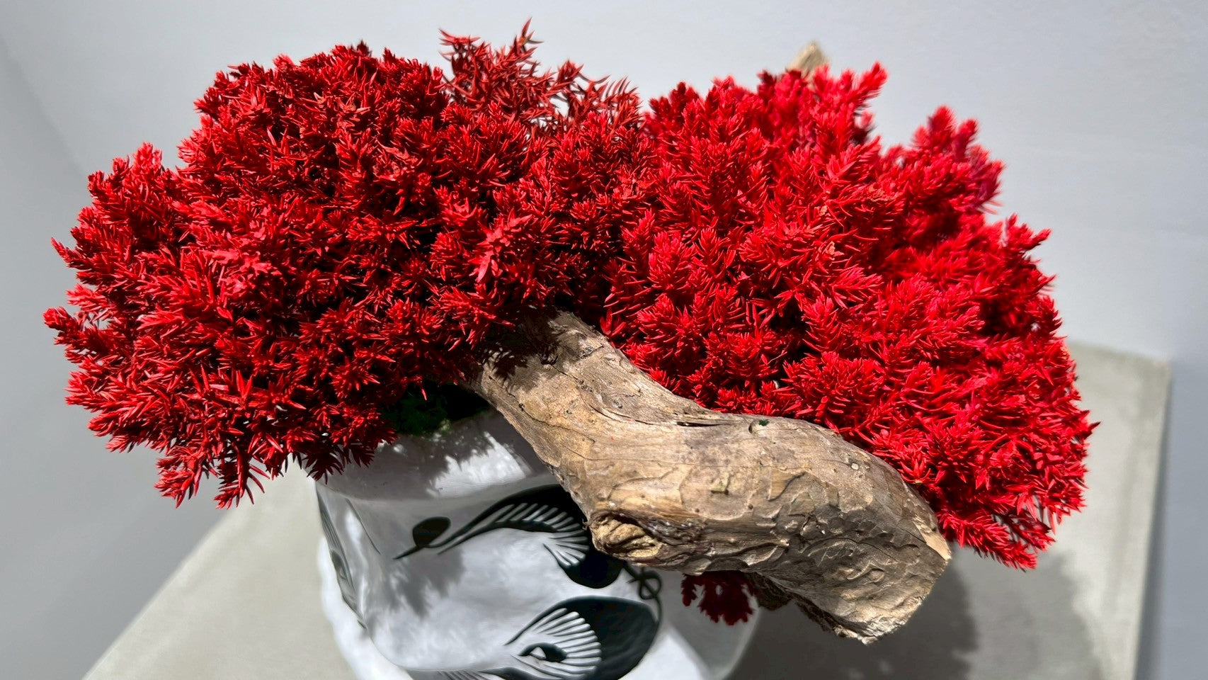 DARUMA RE BONSAI™️(紅樺色)