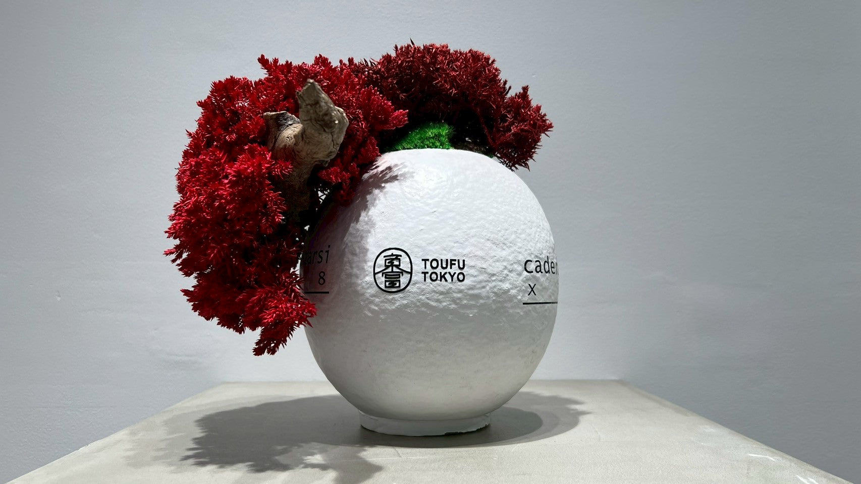 DARUMA RE BONSAI™️(紅樺色)