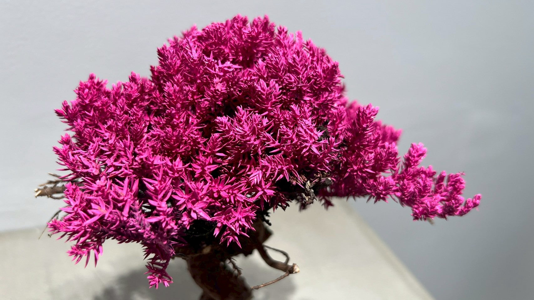 RE BONSAI™️(撫子色)