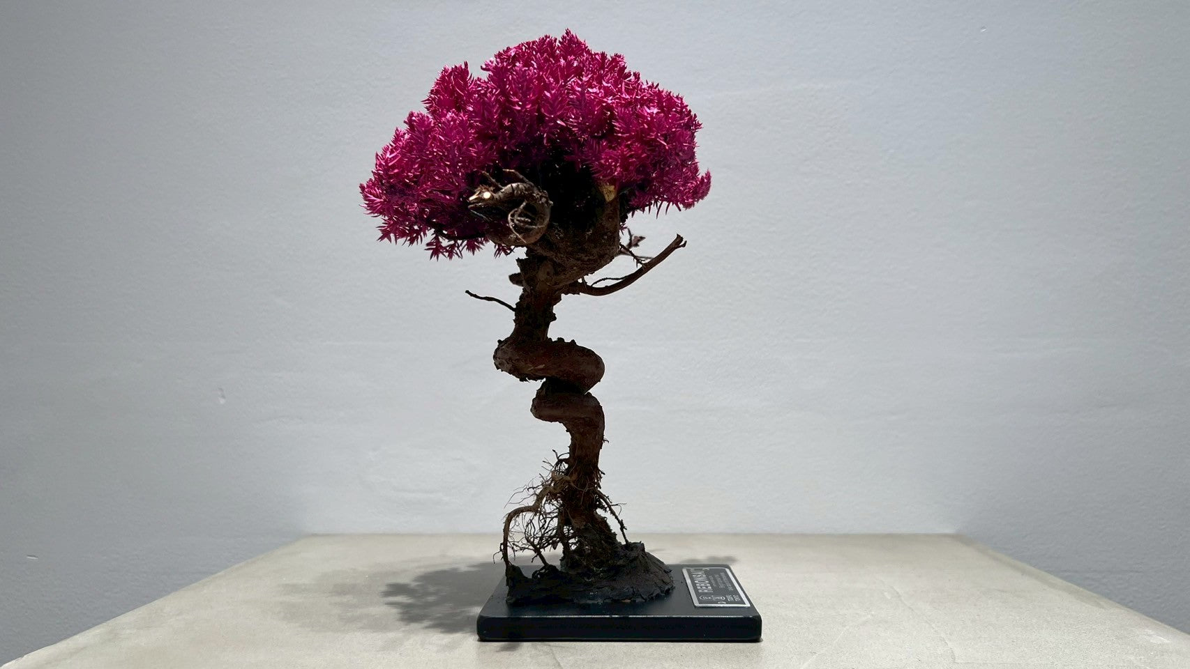 RE BONSAI™️(撫子色)