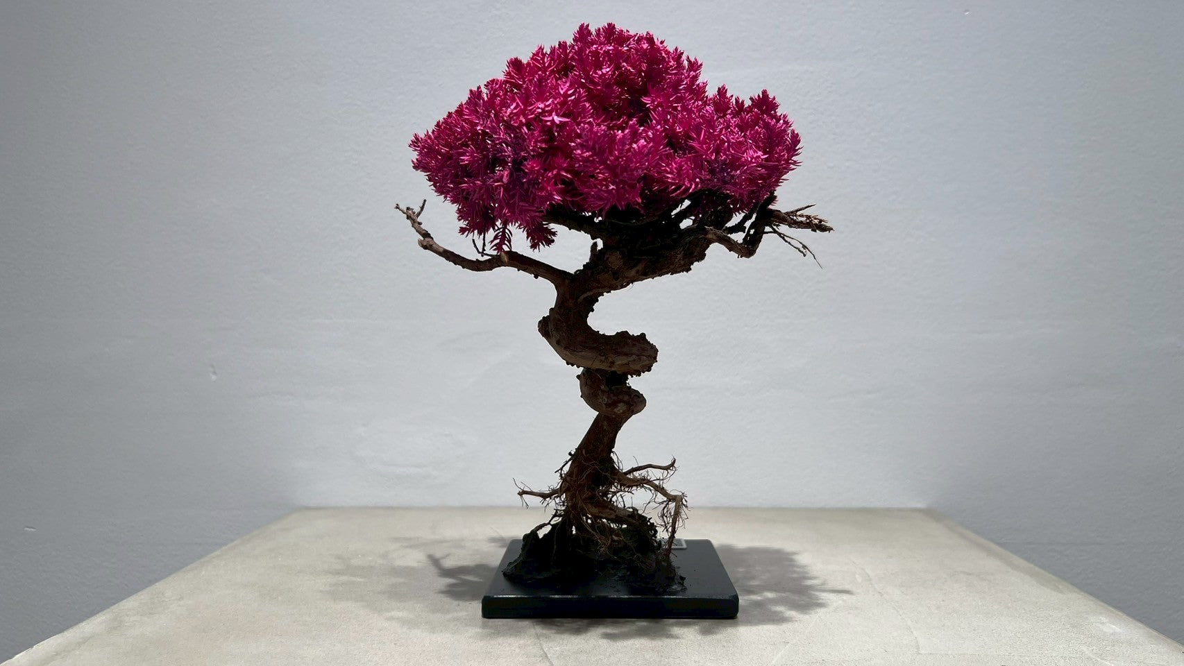 RE BONSAI™️(撫子色)