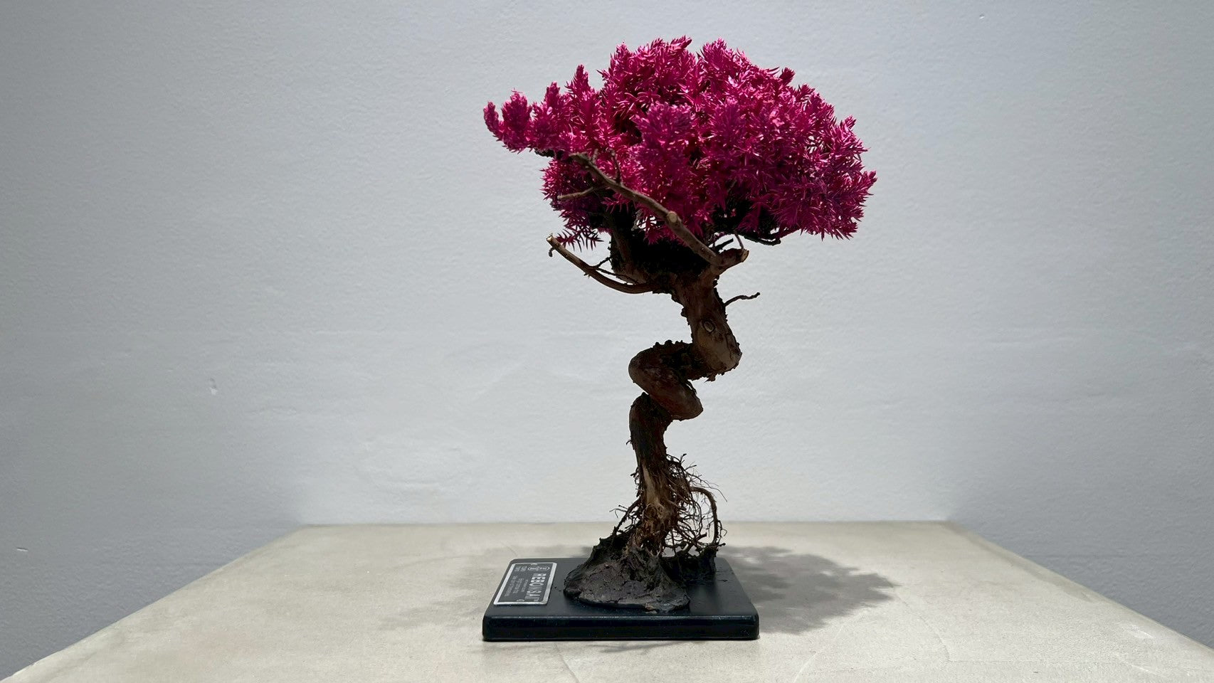 RE BONSAI™️(撫子色)
