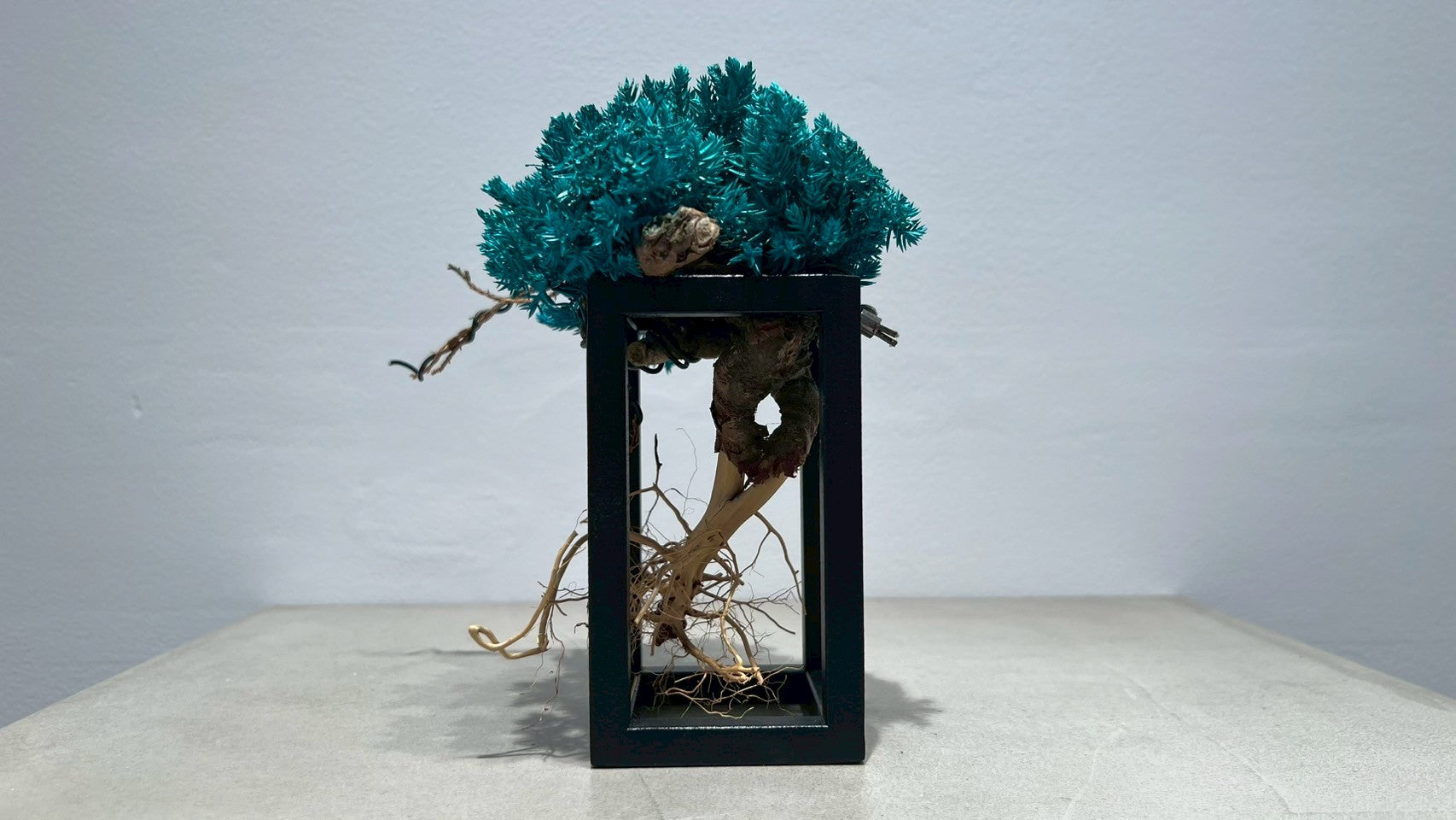 RE BONSAI™️ Frame(海松色)