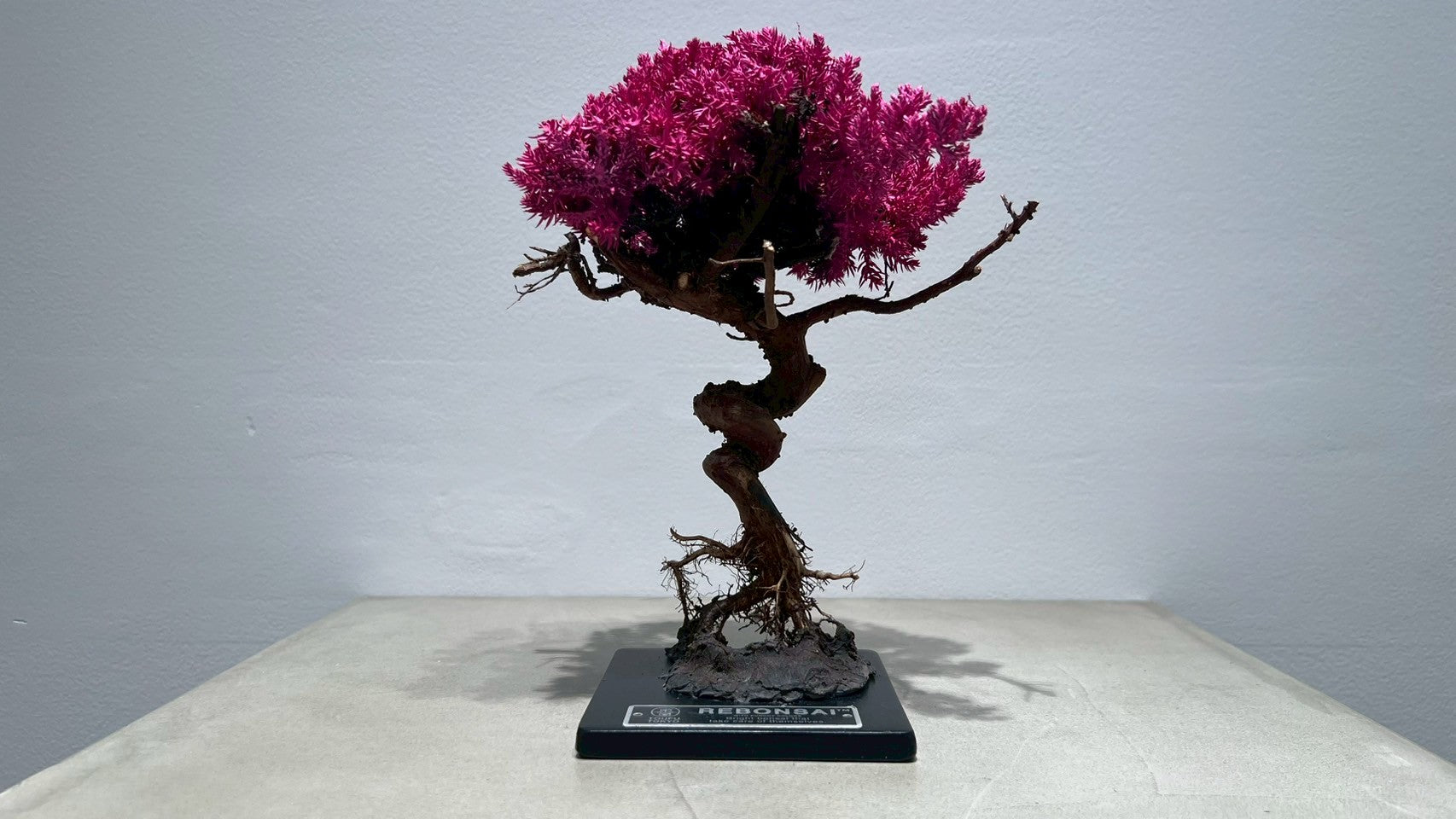 RE BONSAI™️(撫子色)