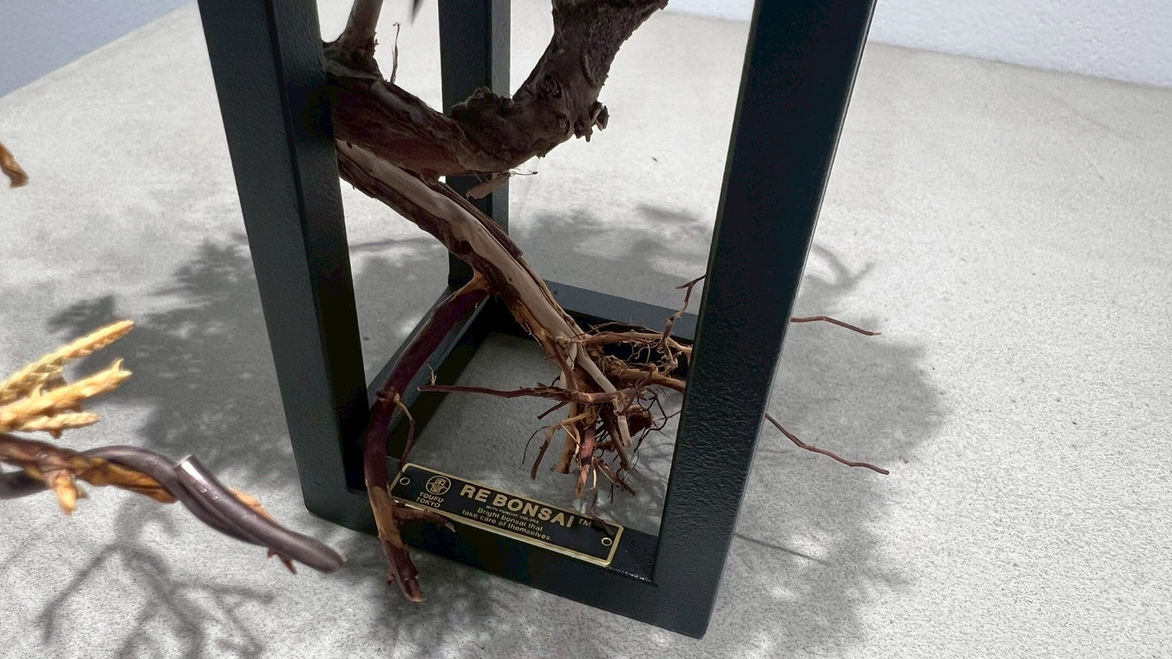 RE BONSAI™️ Frame(海松茶色)
