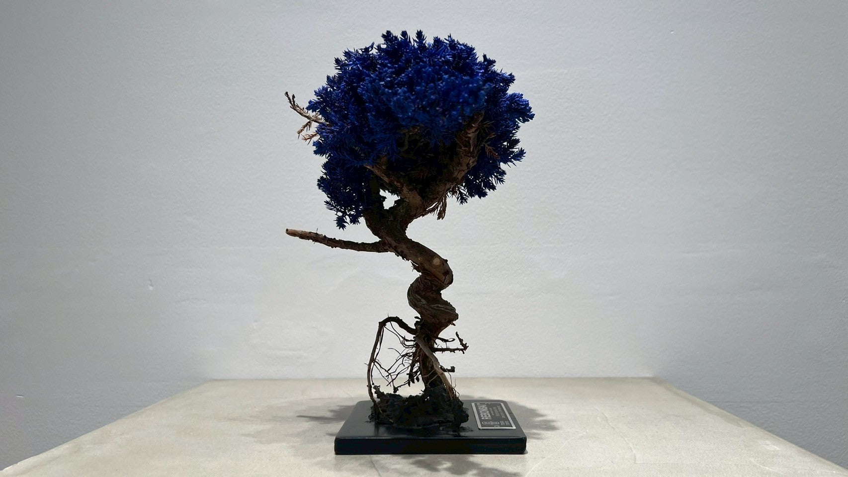 RE BONSAI™️(紺藍色)