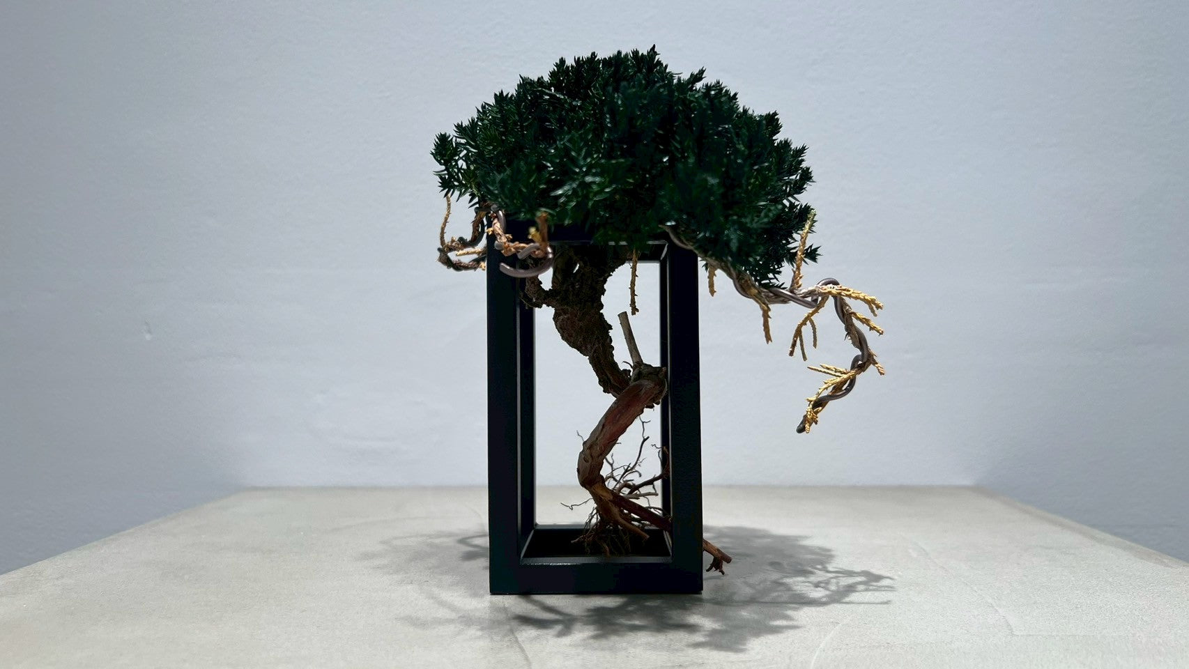RE BONSAI™️ Frame(海松茶色)