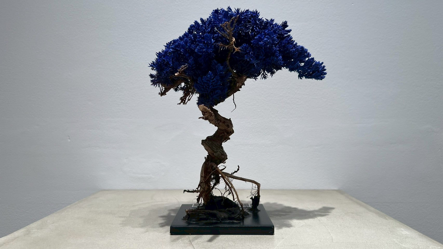 RE BONSAI™️(紺藍色)