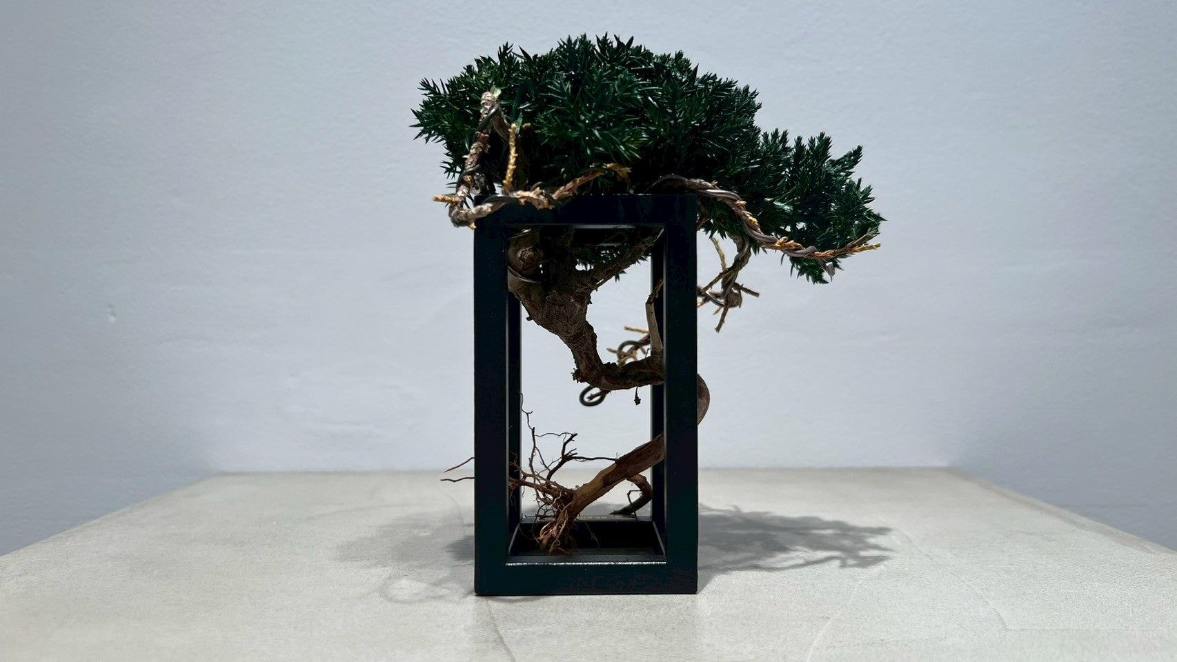 RE BONSAI™️ Frame(海松茶色)
