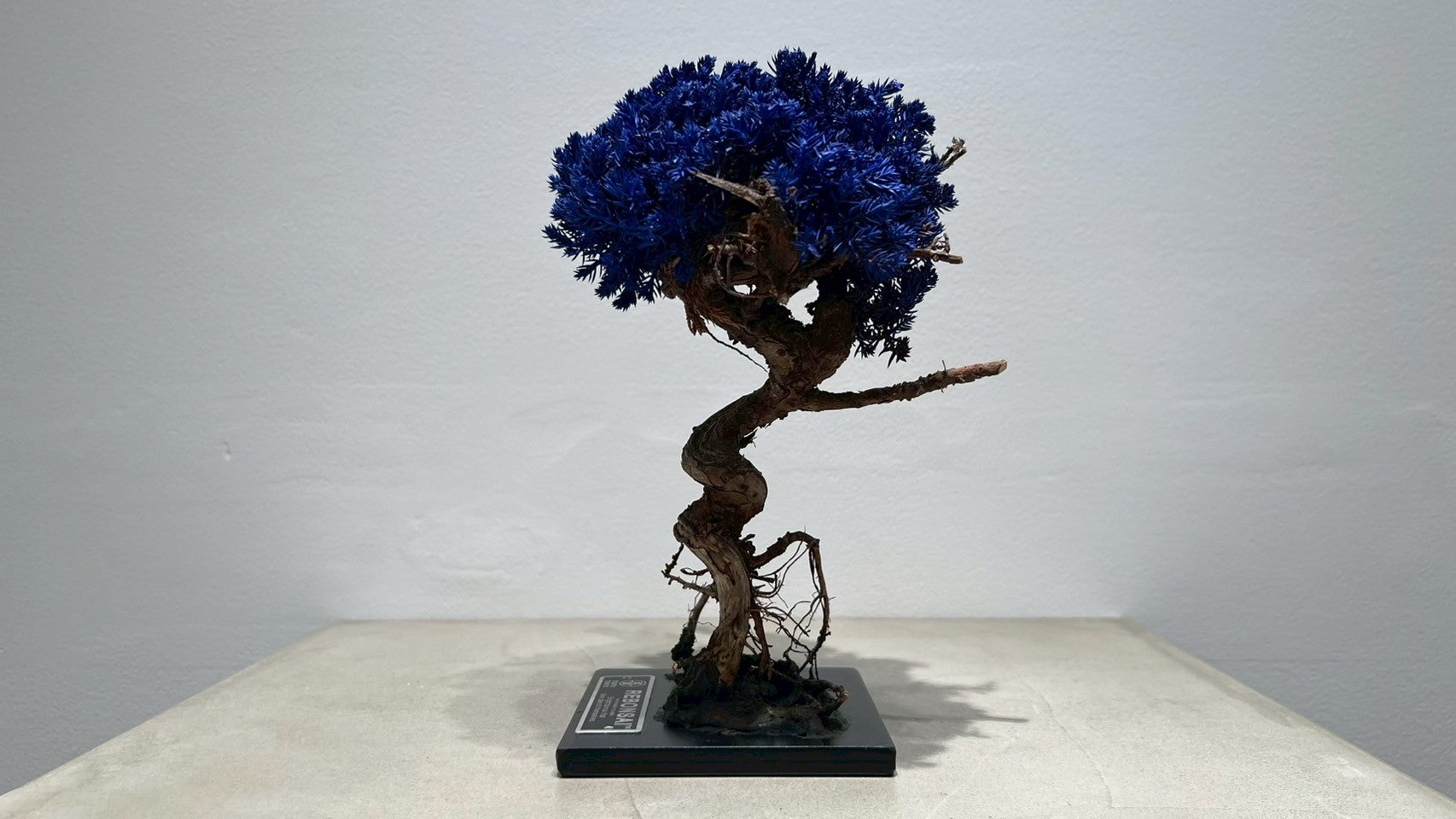 RE BONSAI™️(紺藍色)