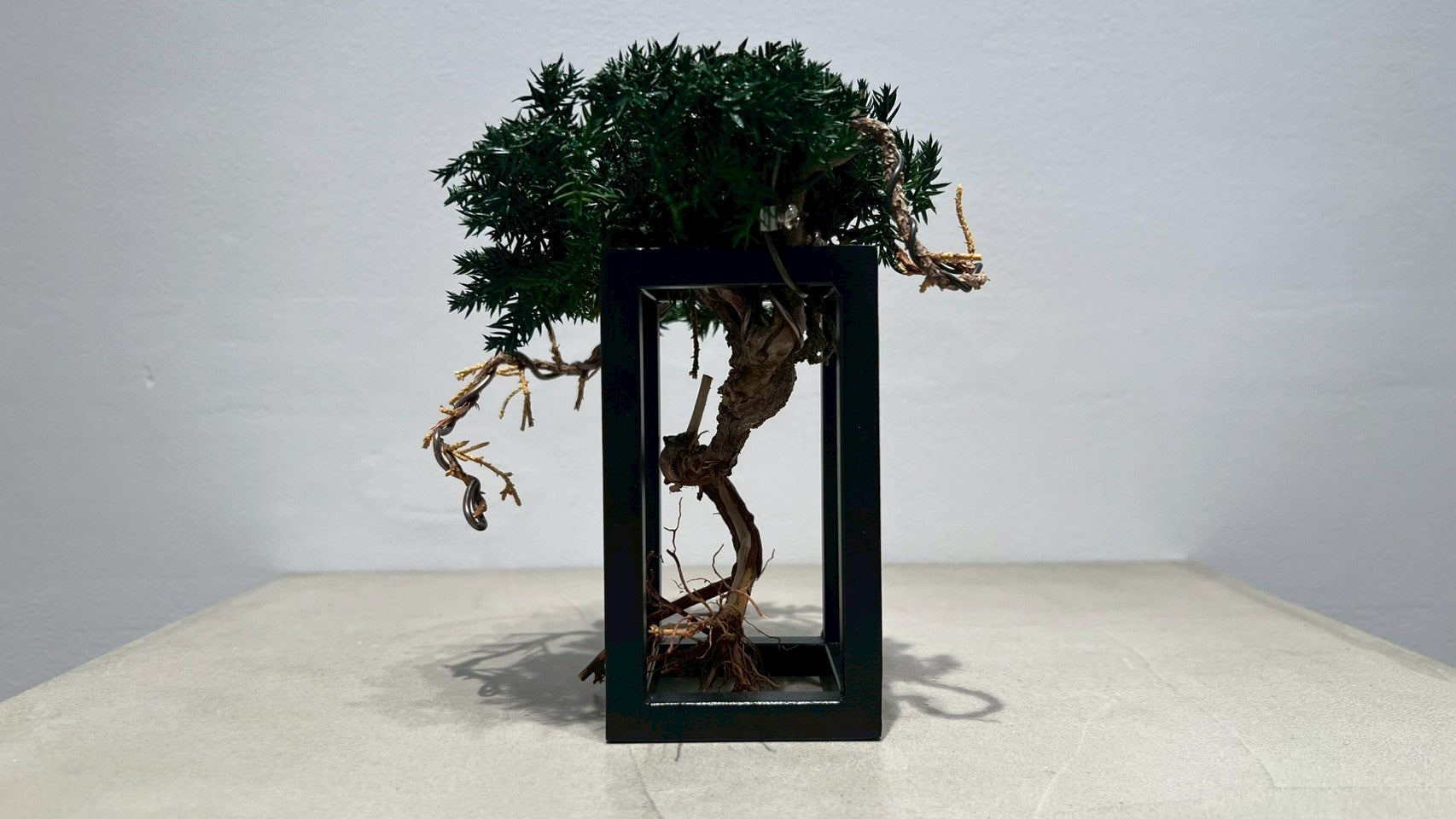 RE BONSAI™️ Frame(海松茶色)