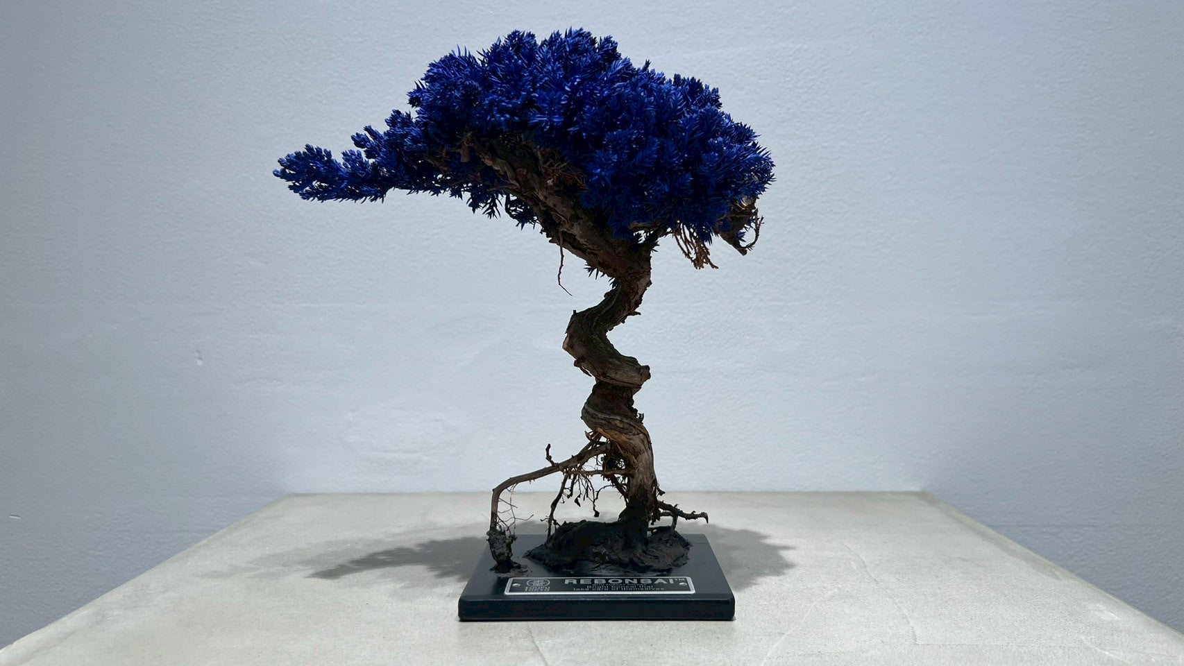 re盆栽　青　盆栽　TOUFU東京 ⋆ 