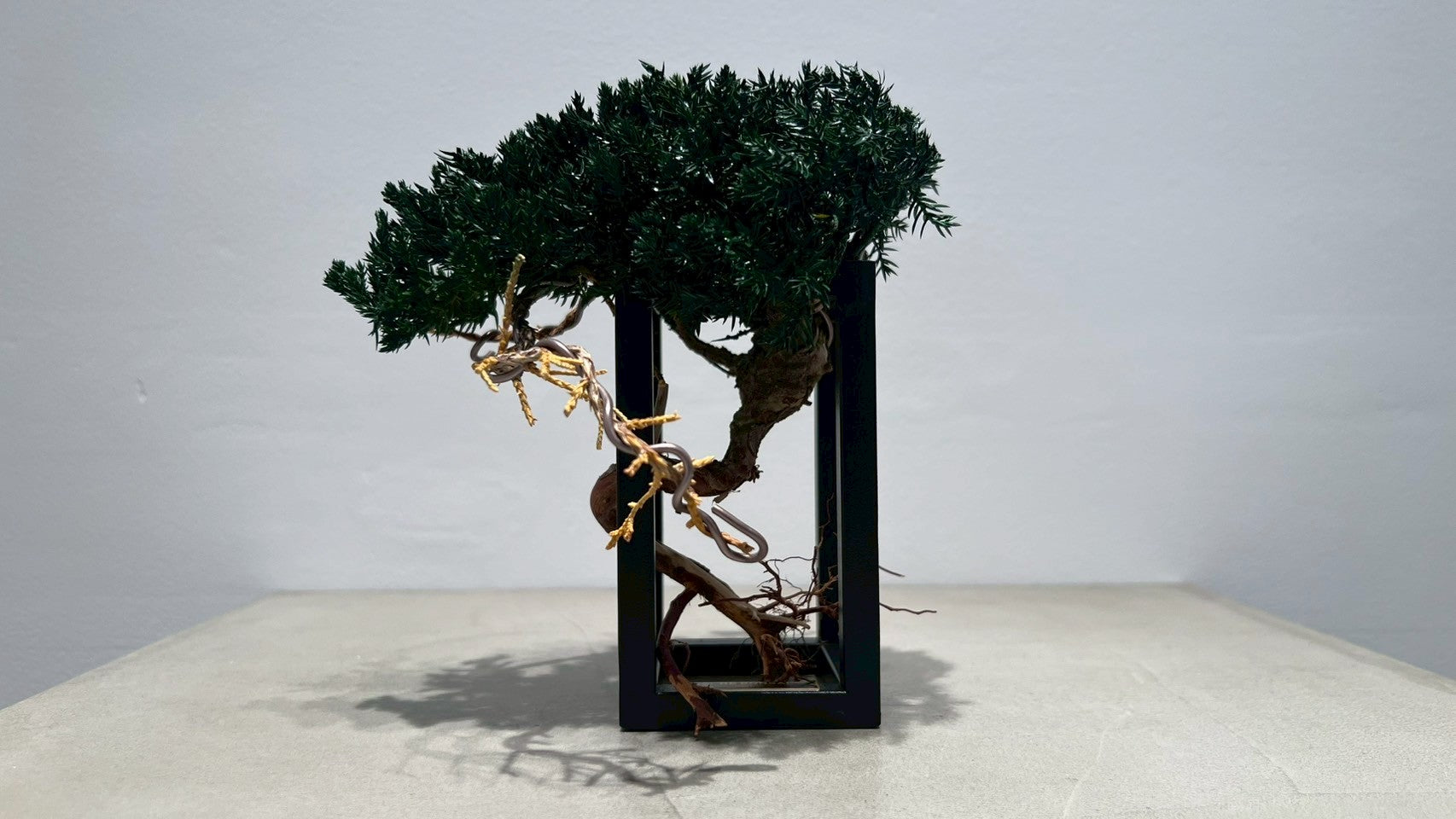 RE BONSAI™️ Frame(海松茶色)