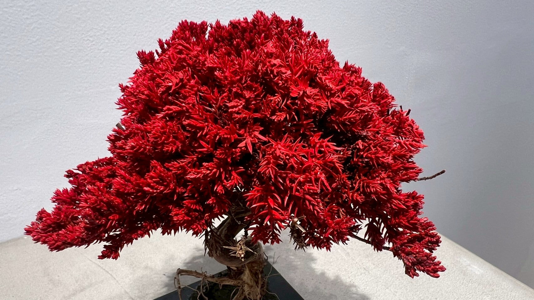 RE BONSAI™️(紅樺色)