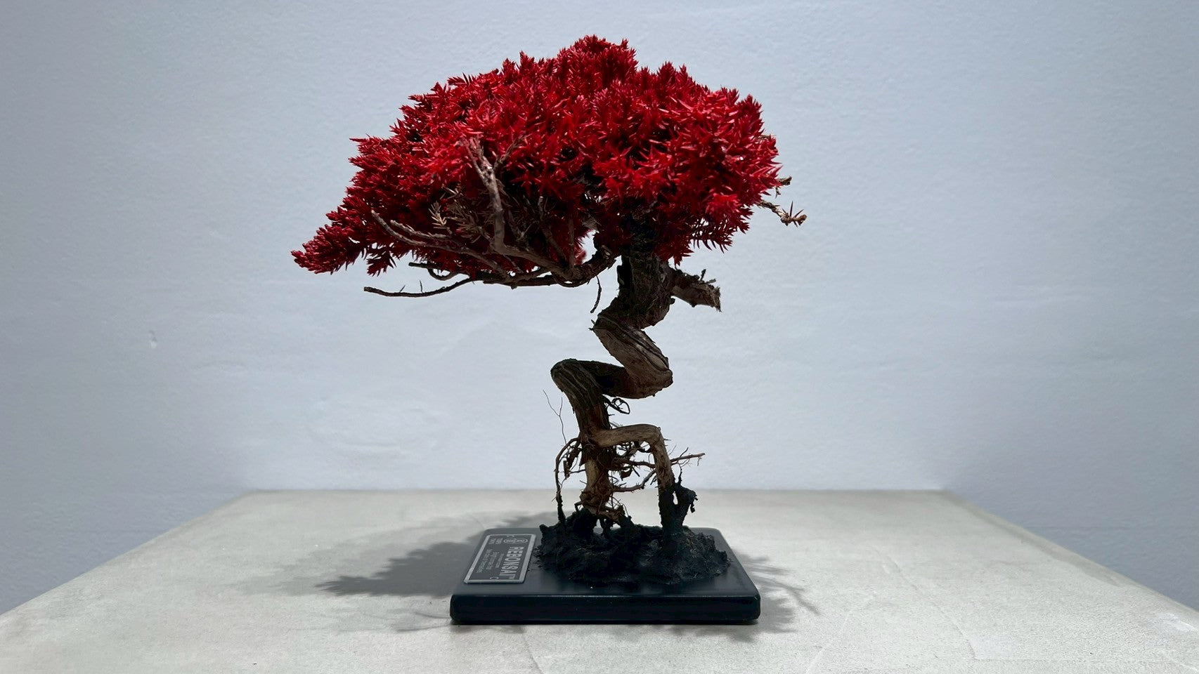 RE BONSAI™️(紅樺色)