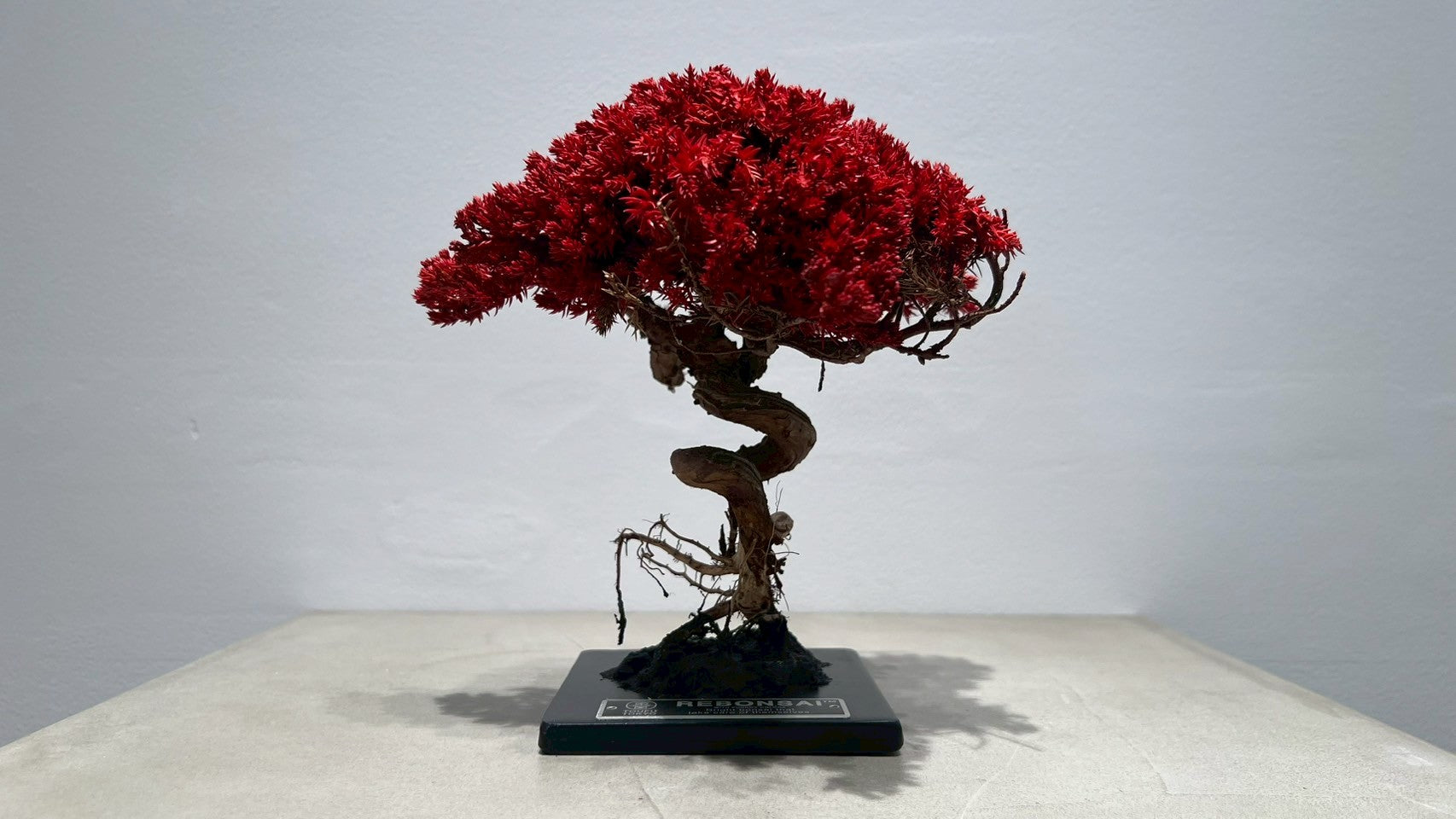 RE BONSAI™️(紅樺色)