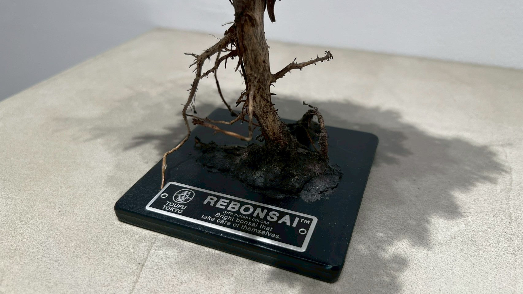 RE BONSAI™️(海松茶色)