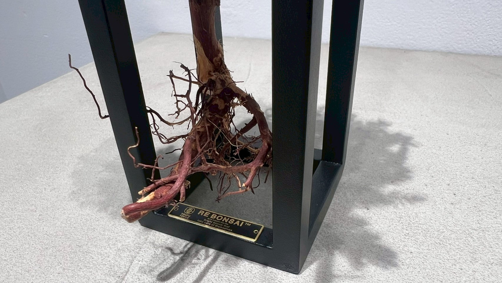 RE BONSAI™️ Frame(紺藍色)