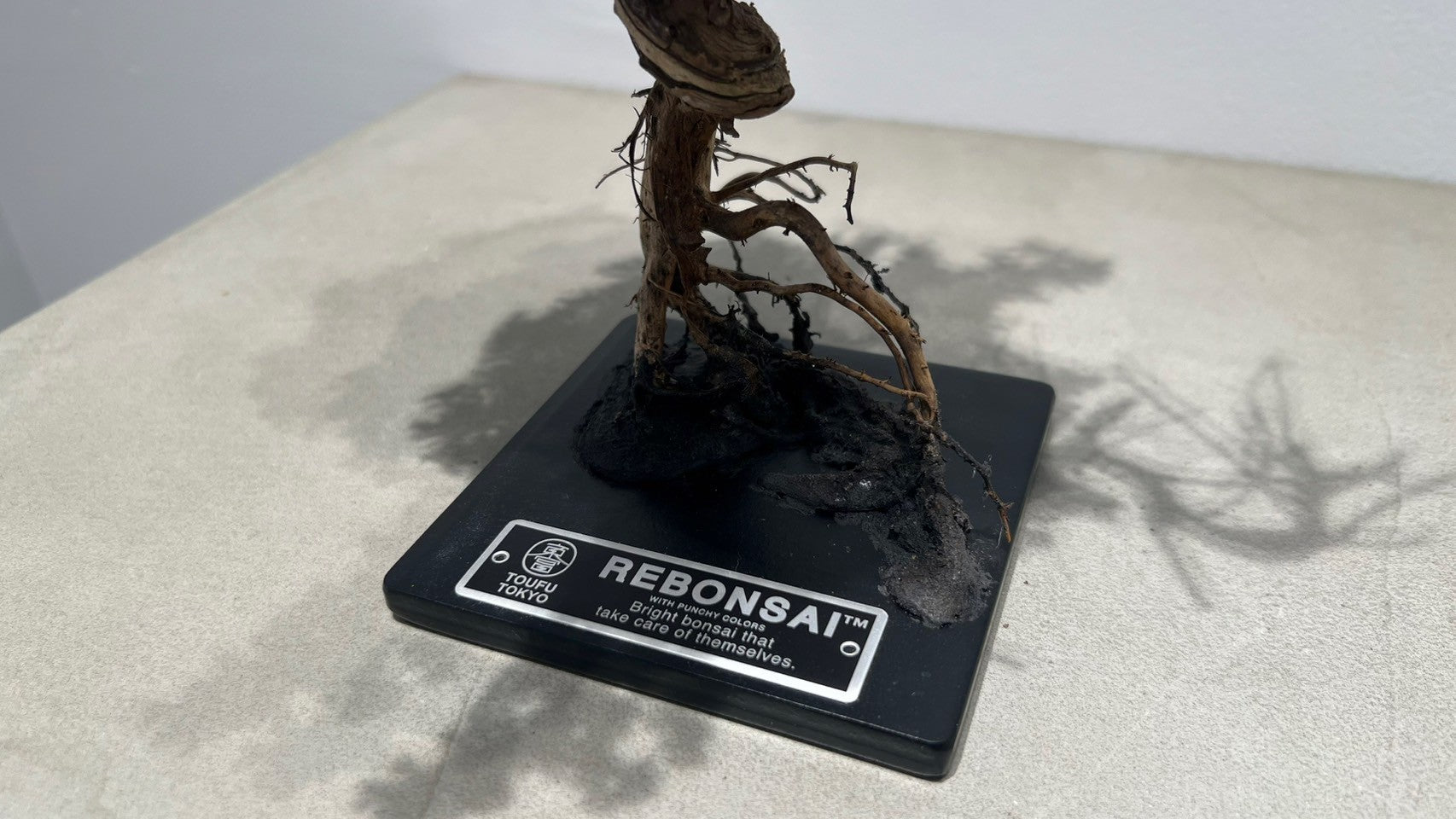 RE BONSAI™️(海松茶色)