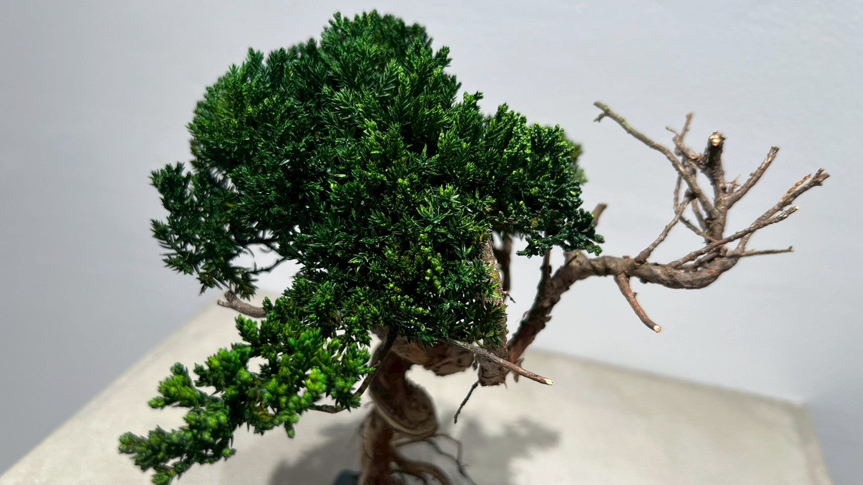 RE BONSAI™️(海松茶色)