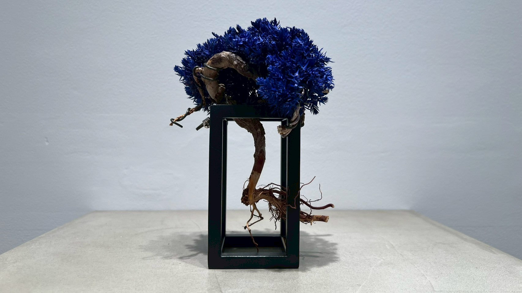 RE BONSAI™️ Frame(紺藍色)