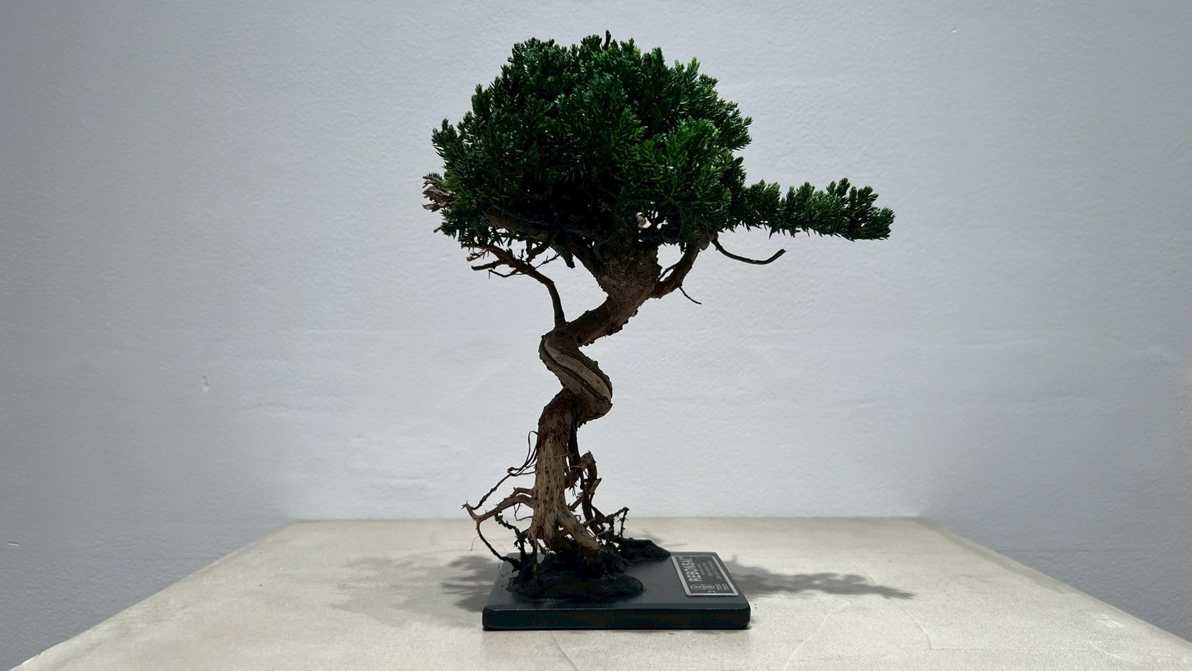 RE BONSAI™️(海松茶色)