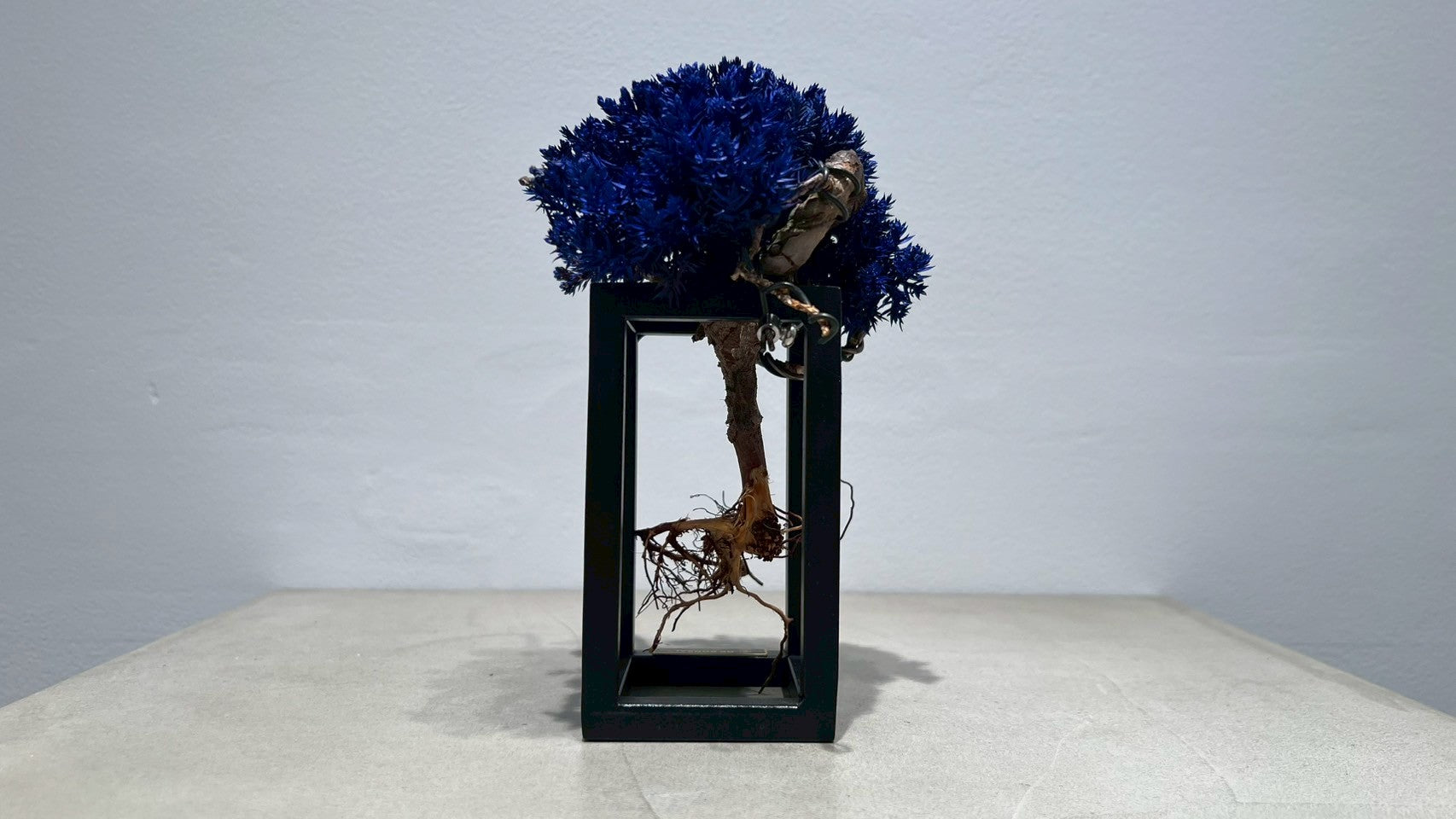 RE BONSAI™️ Frame(紺藍色)