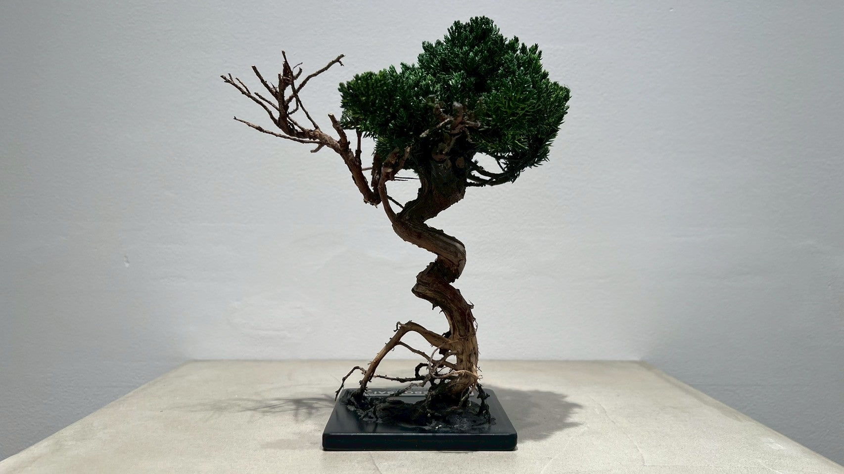 RE BONSAI™️(海松茶色)