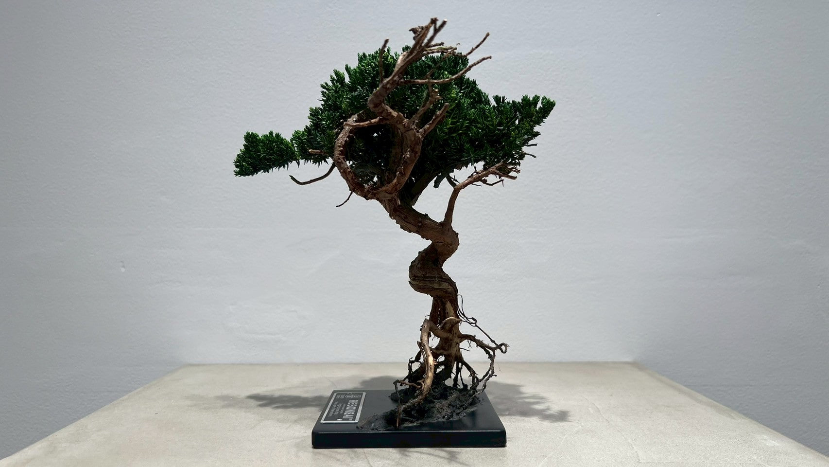 RE BONSAI™️(海松茶色)