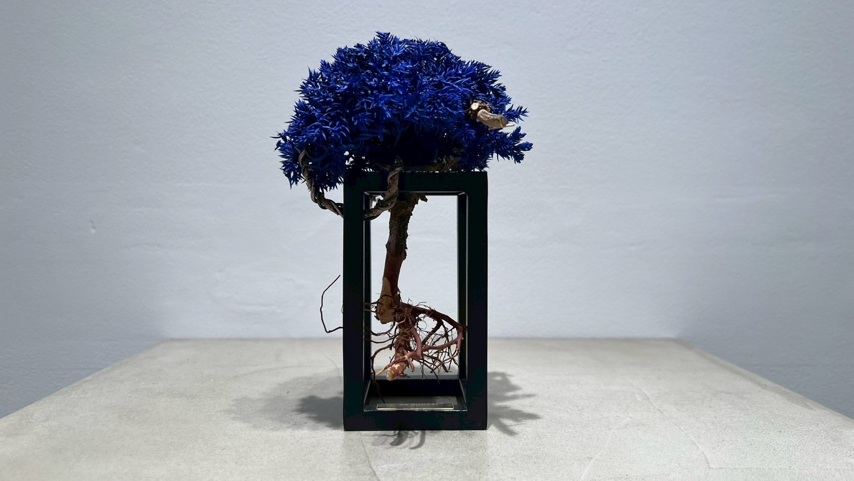 RE BONSAI™️ Frame(紺藍色)