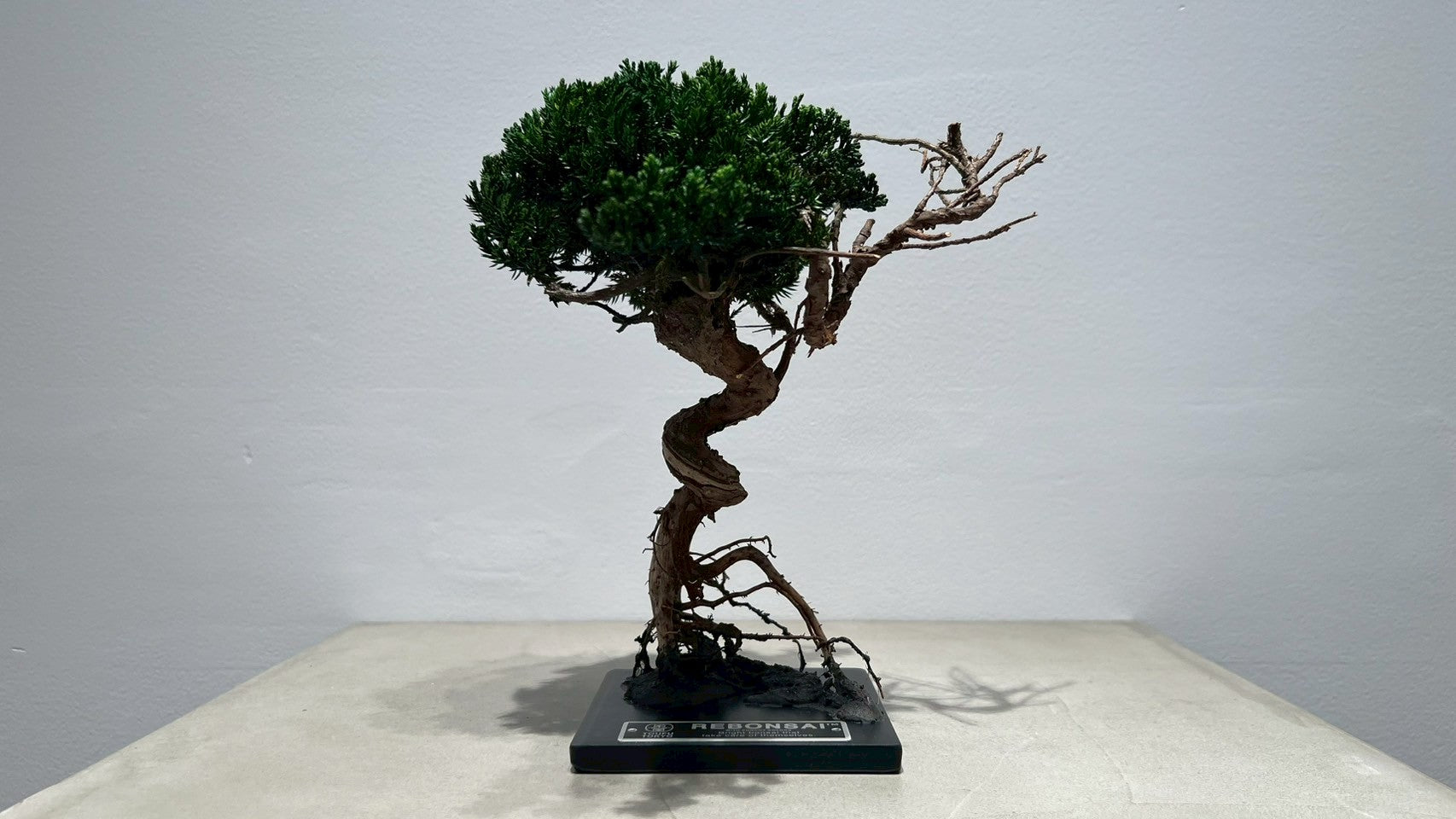 RE BONSAI™️(海松茶色)